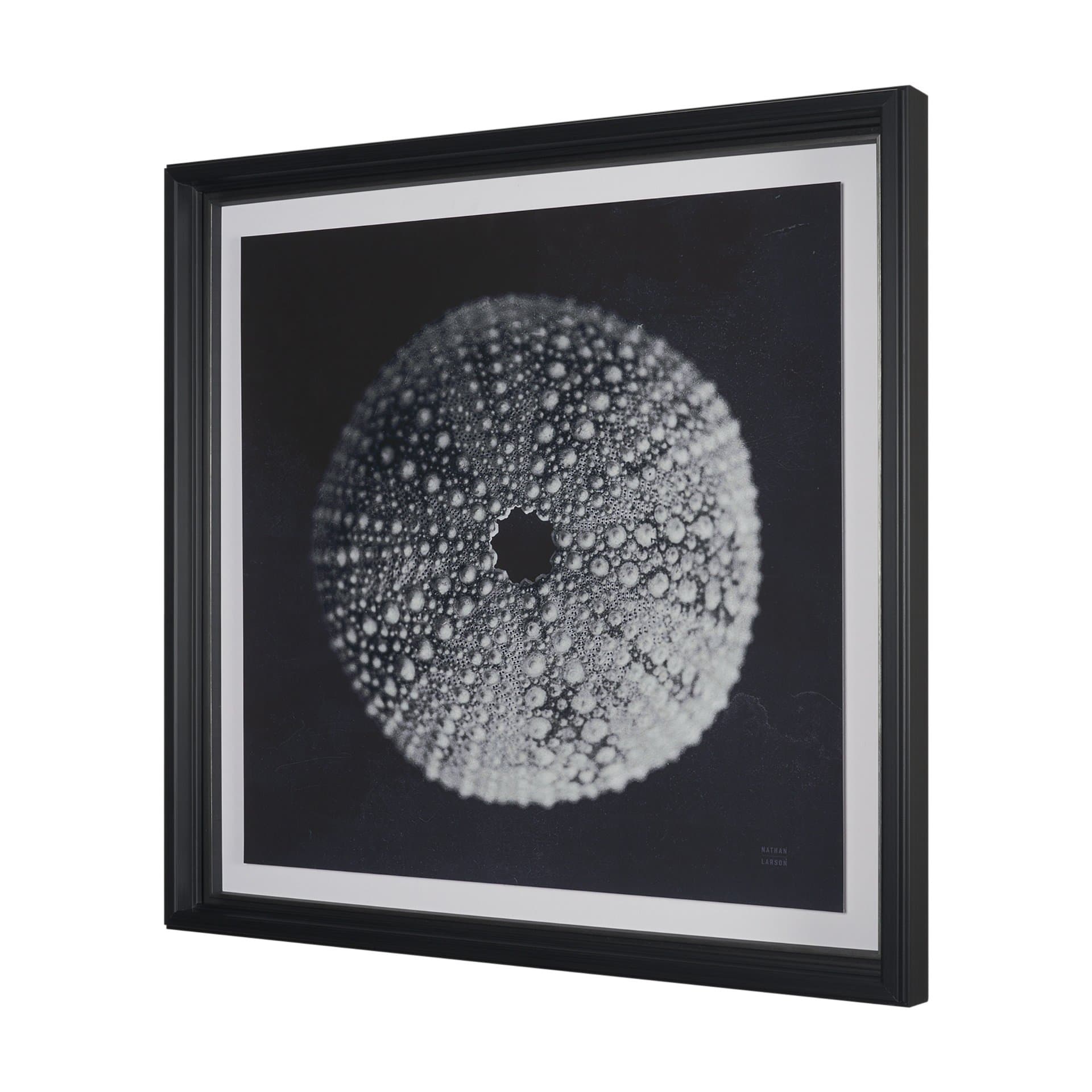 Urchin Still Life I by Nathan Larson a Hand Embellished Framed Photo Art Print Matted under Glass — product photograph