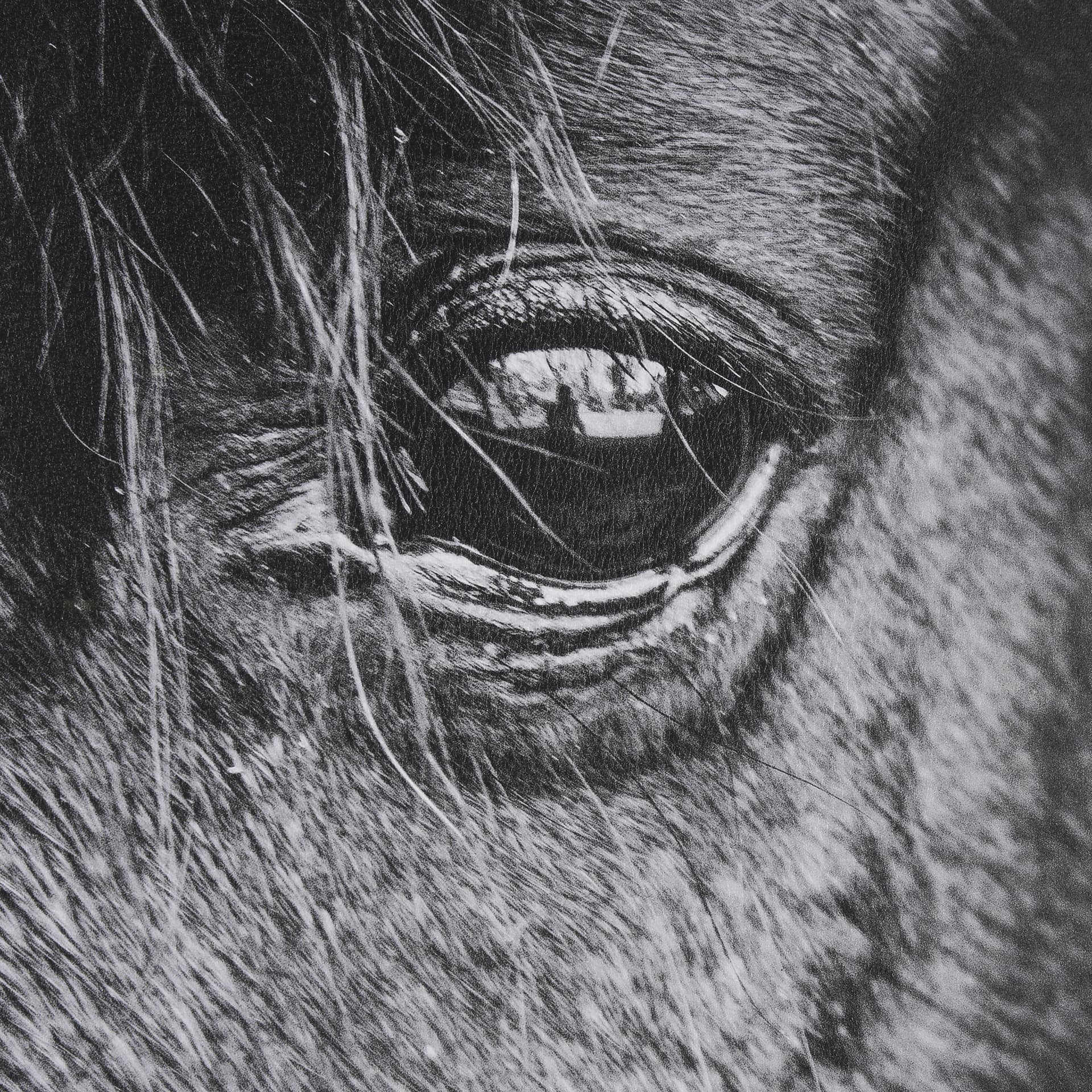 Mustang by Nathan Larson a Hand Embellished Framed Photo Art Print Matted under Glass — product photograph
