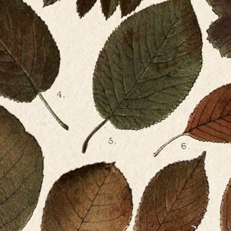Autumnal Leaves II by Vision Studio a Framed Art Print Matted under Glass — product photograph