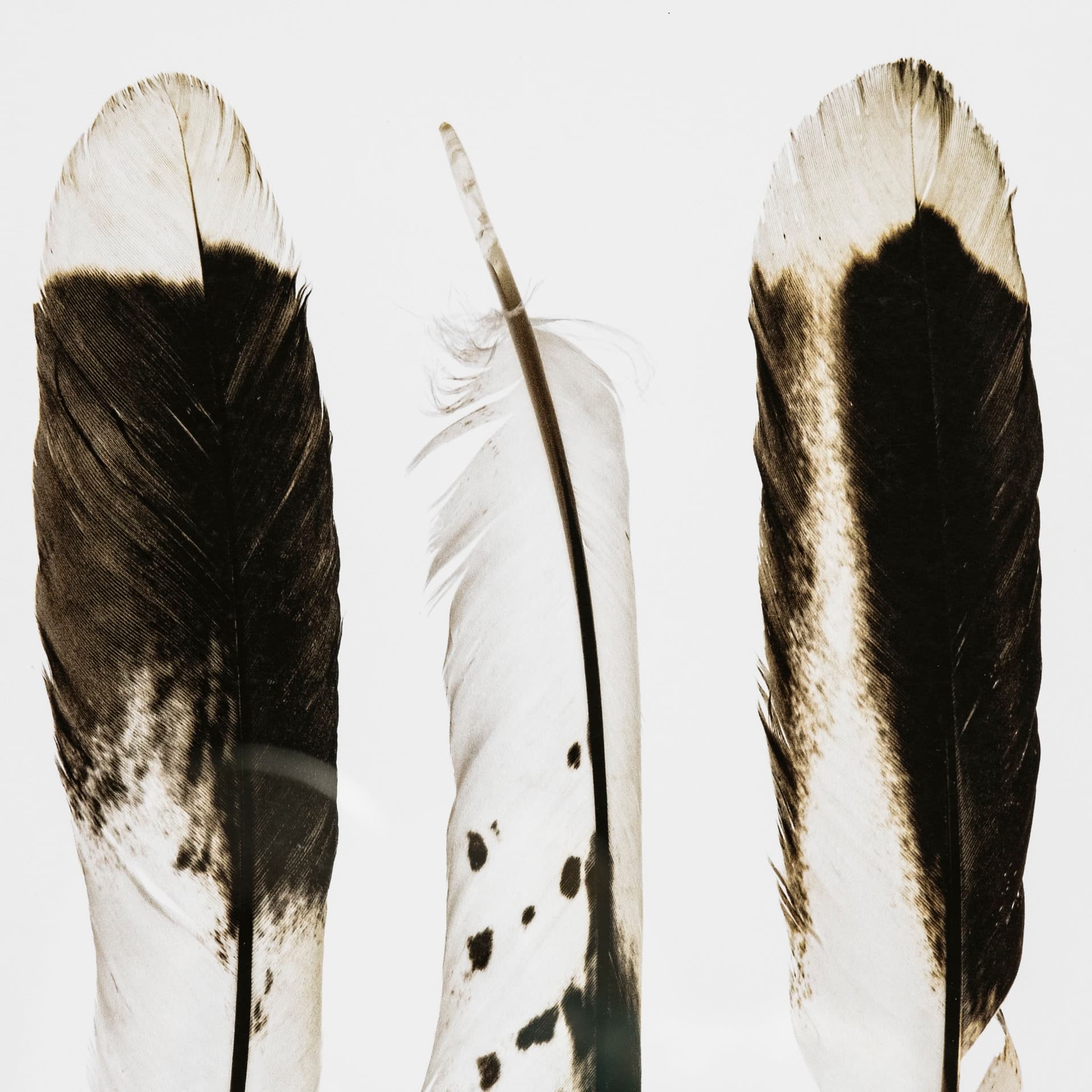 Flock together by Nancy Crowell a Framed Art Print Matted under Glass — product photograph