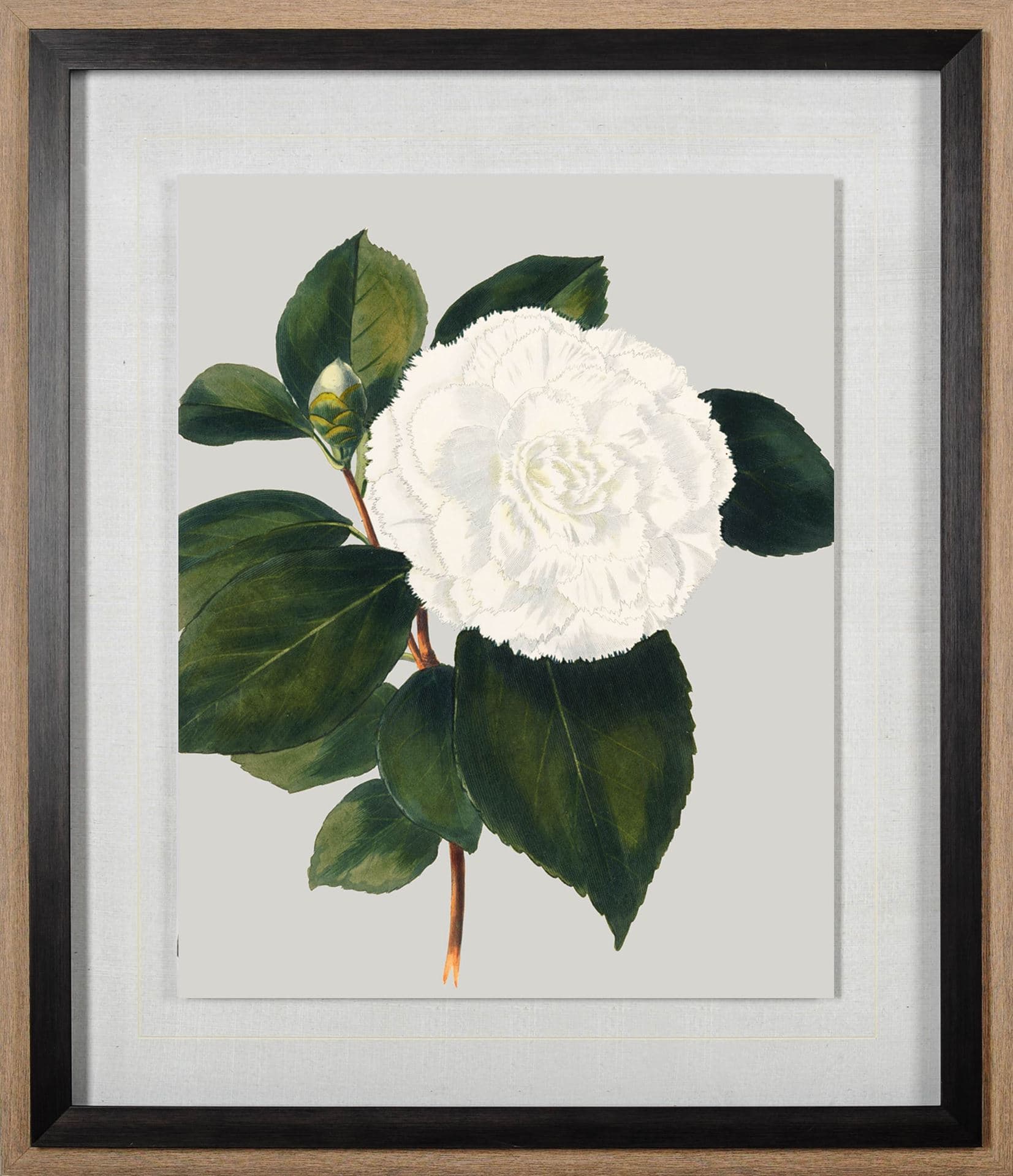 Camellia Japonica II by Vision Studio Hand Embellished Textured Framed Art Print Matted under Glass — product photograph