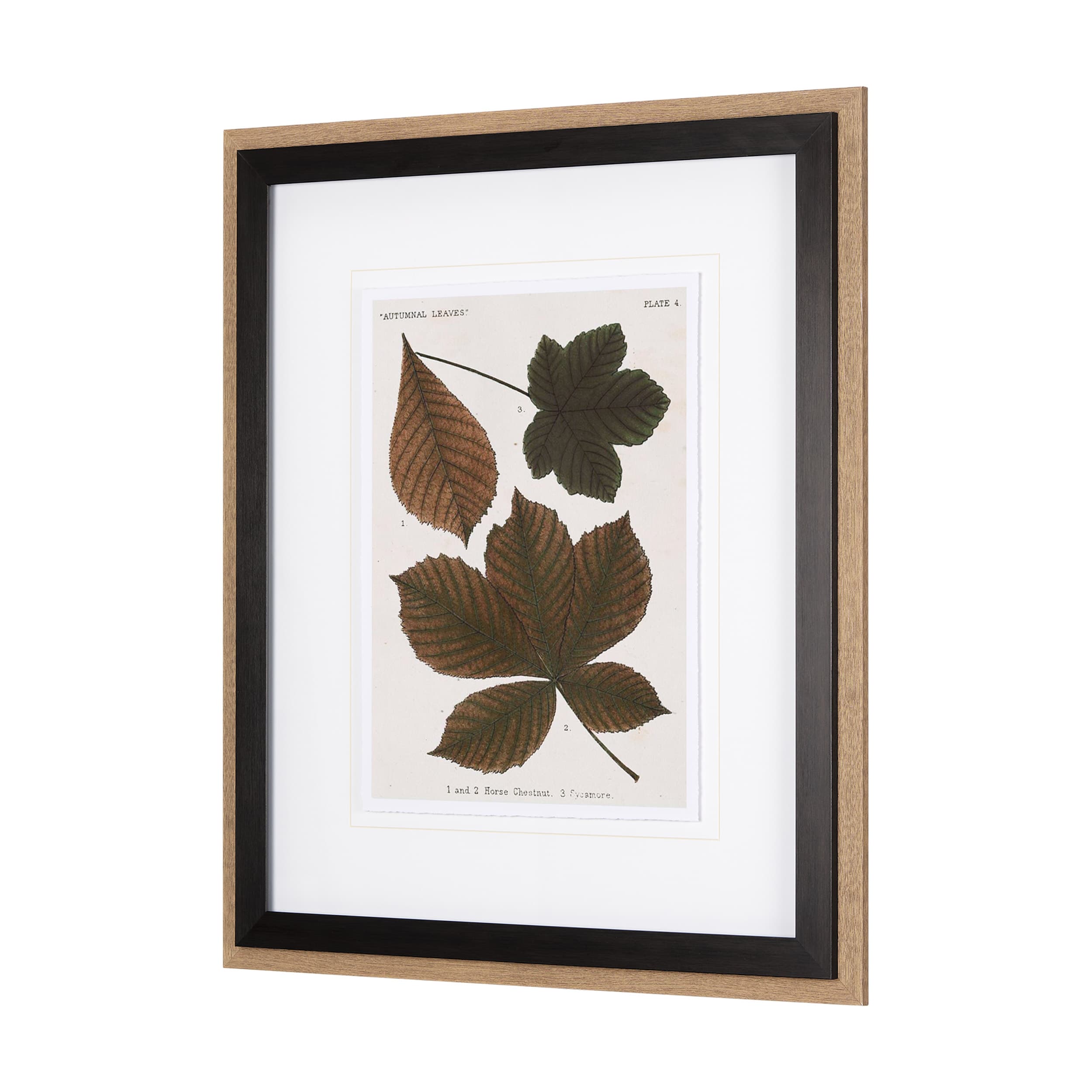 Autumnal Leaves III by Vision Studio a Framed Art Print Matted under Glass — product photograph