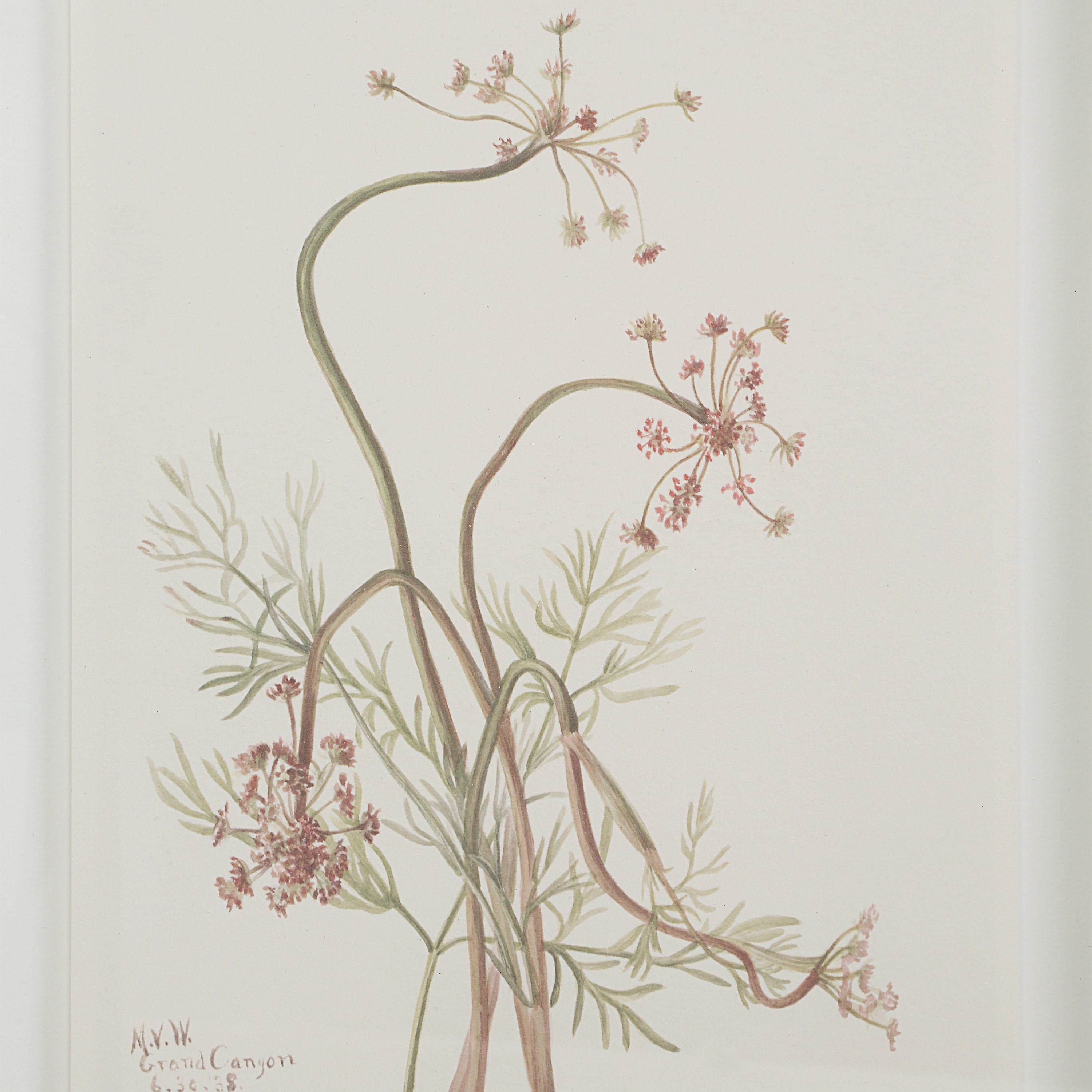 Crema — product photograph