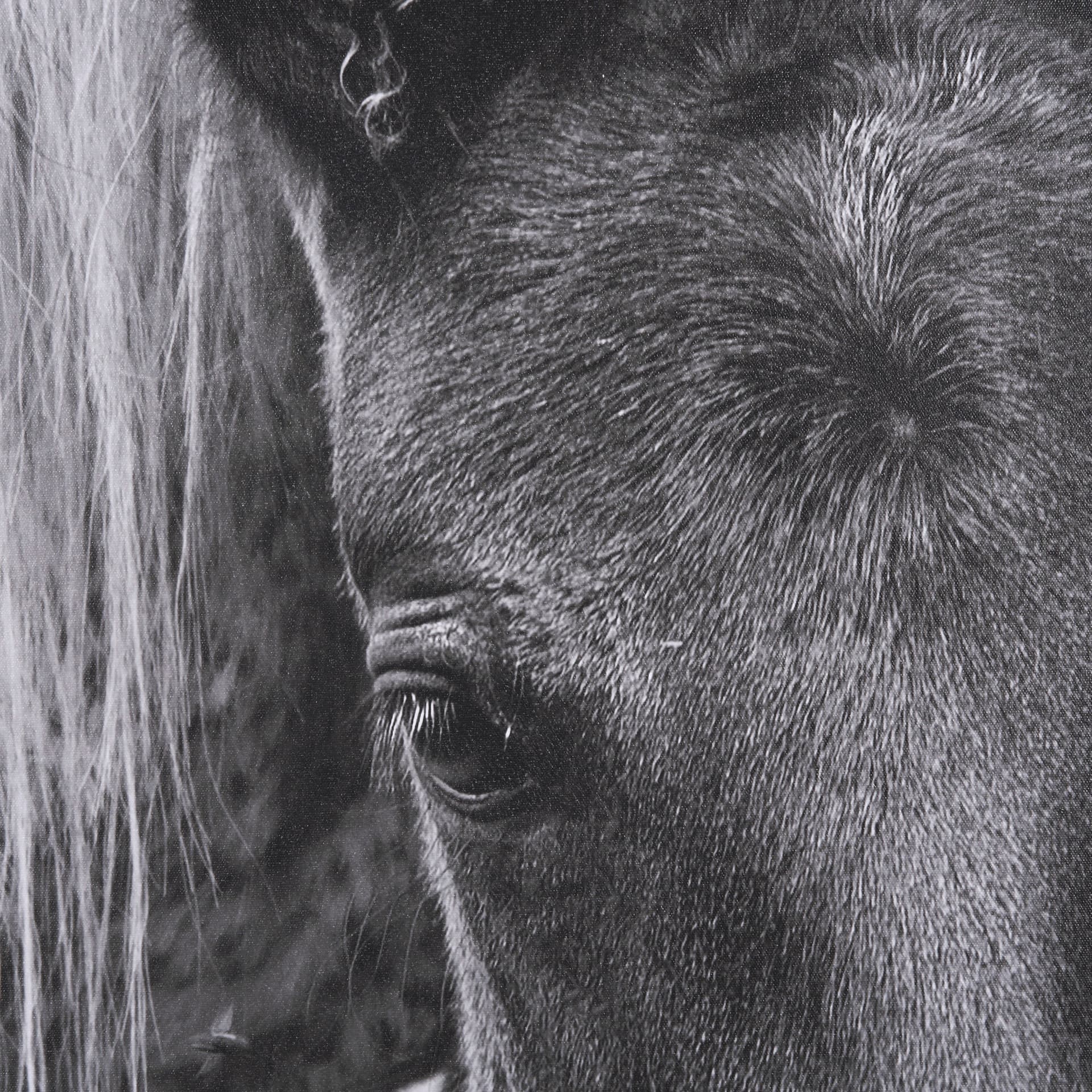 The Foal by Mercana Studio a Hand Embellished Textured Framed Canvas — product photograph