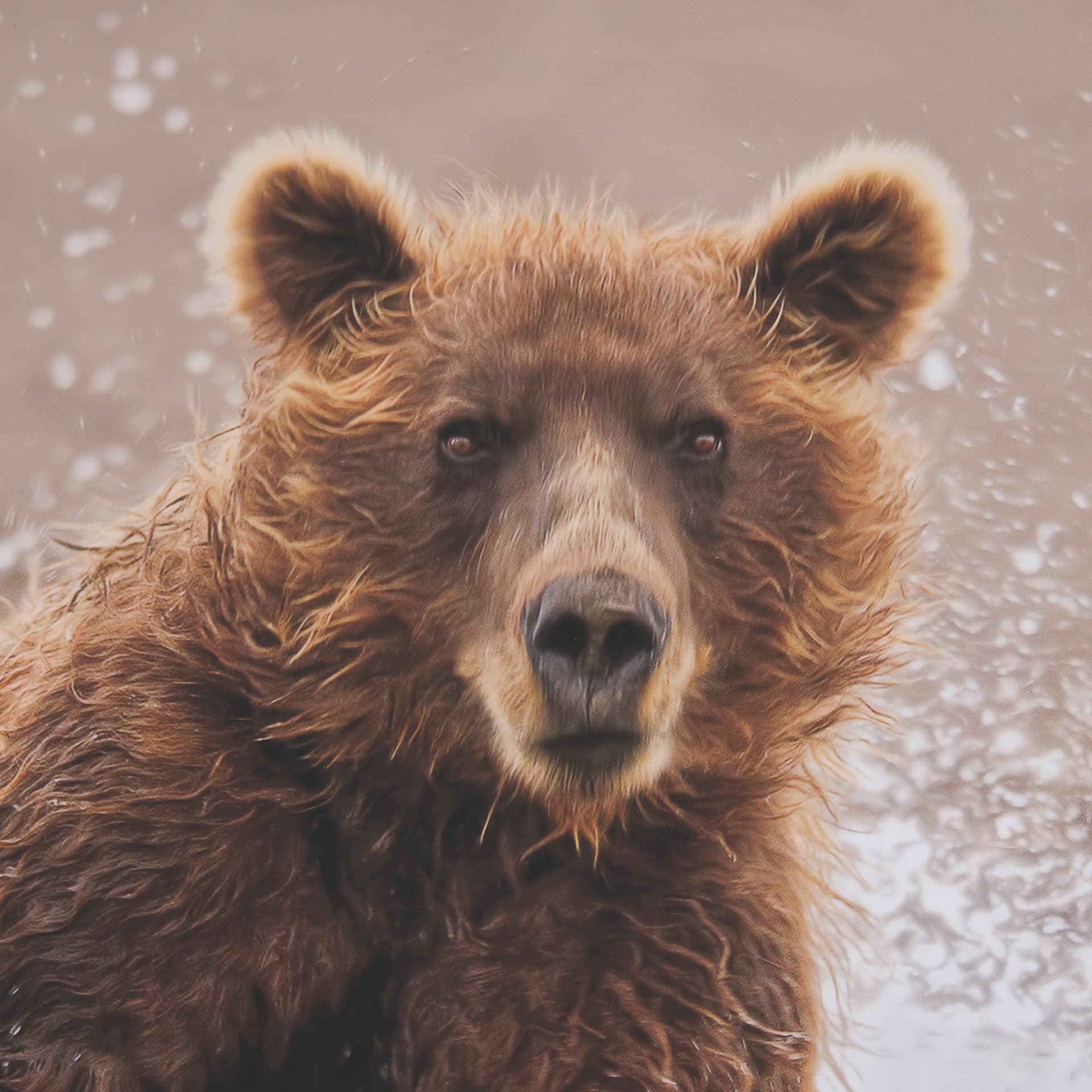 Custom Bears at Play II (MC) by PH Burchett Hand Embellished Framed Photo Art Print Matted under Gla — product photograph