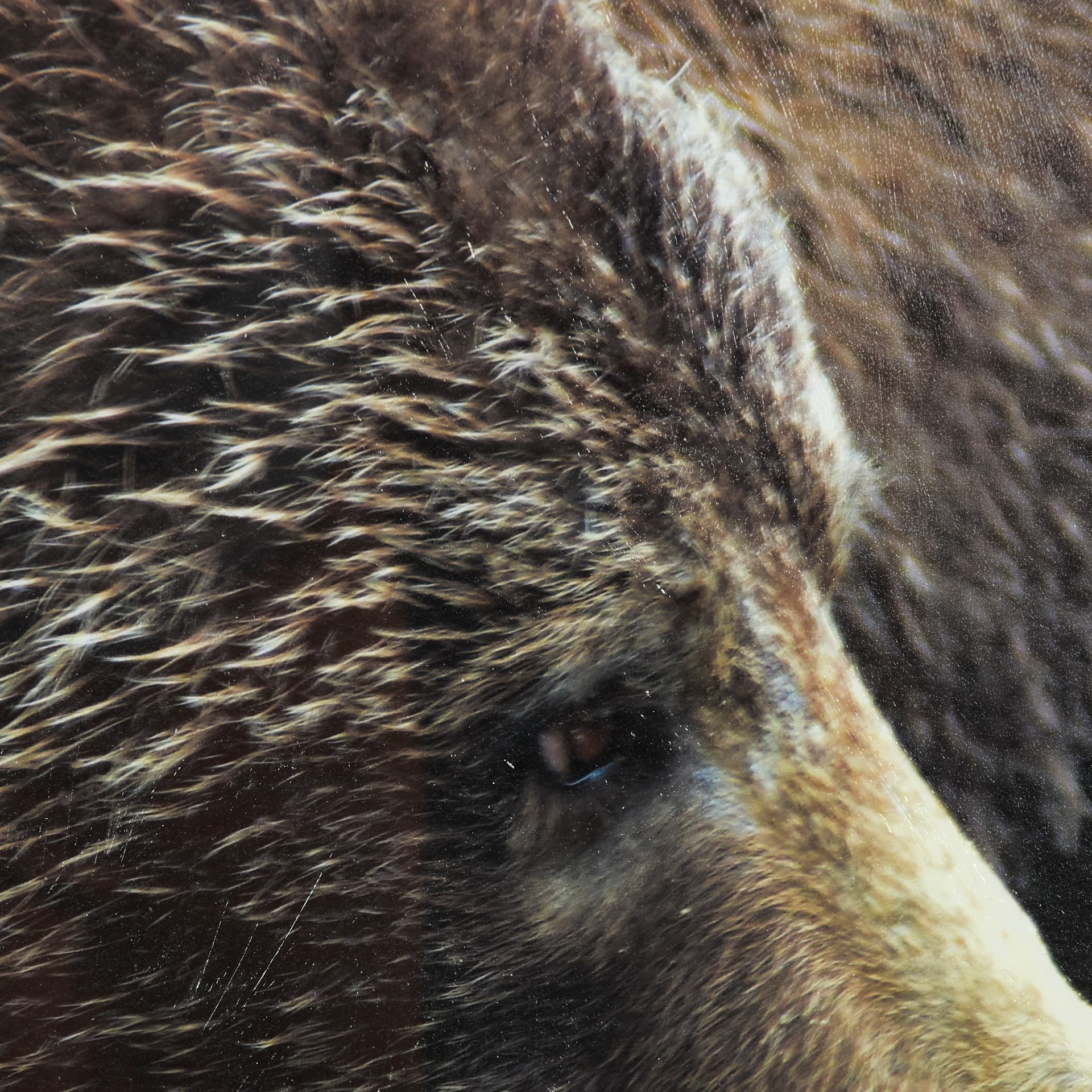 Grizzly Bear by Chad Mackay a Hand Embellished Textured Framed Photo Art Print Matted under Glass — product photograph