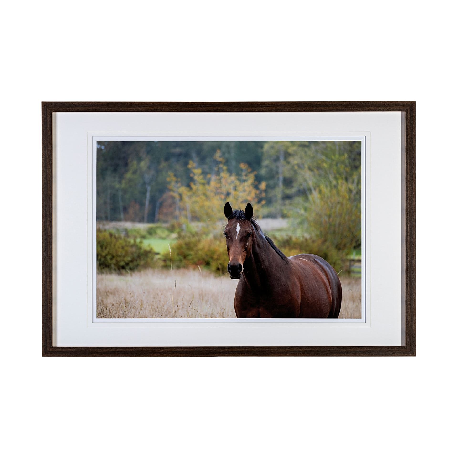 Charlie by Katelyn Mostert a Framed Photo Art Print Matted under Glass — product photograph