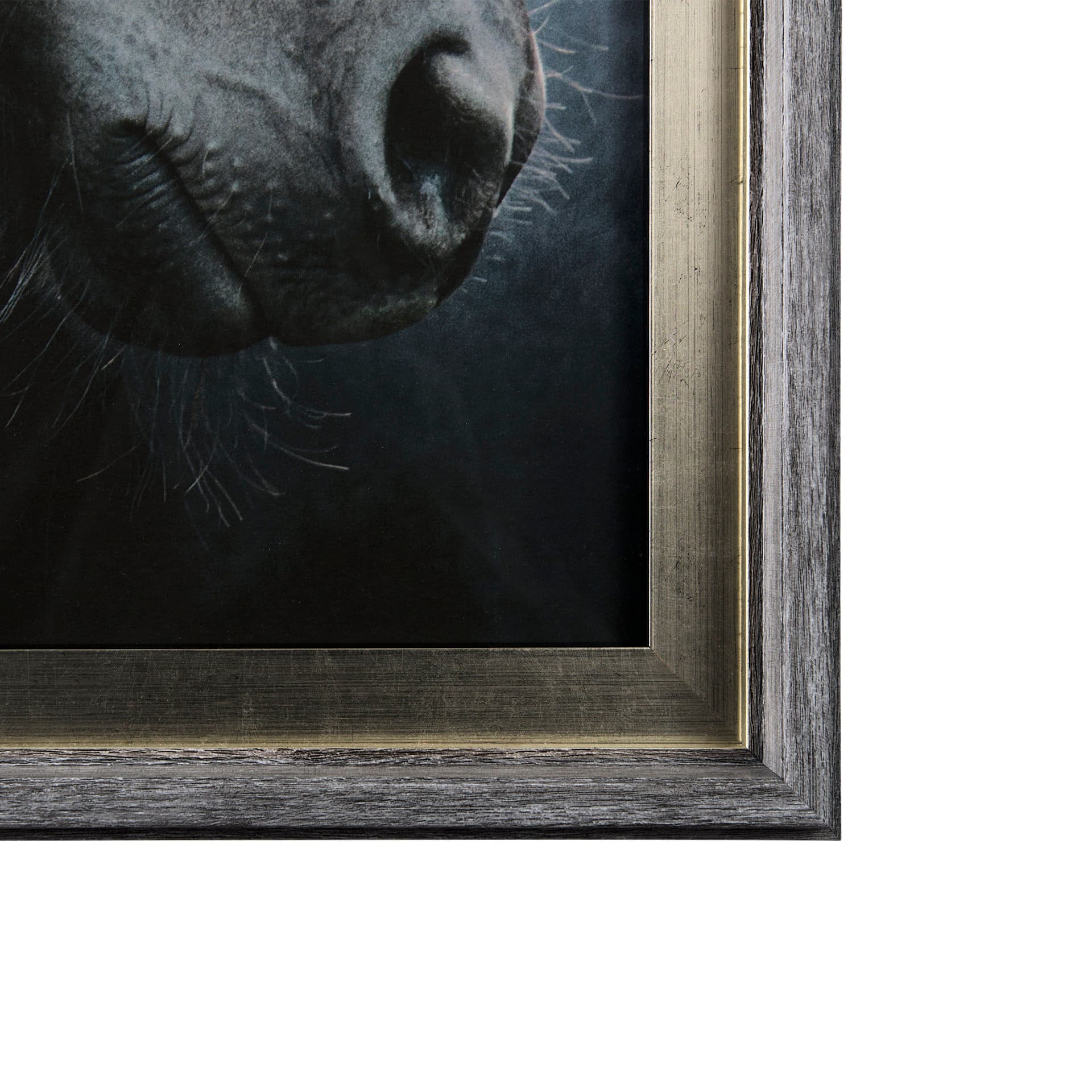 Majestic Admiration by Mercana Studio a Framed Photo Art Print Matted under Glass — product photograph