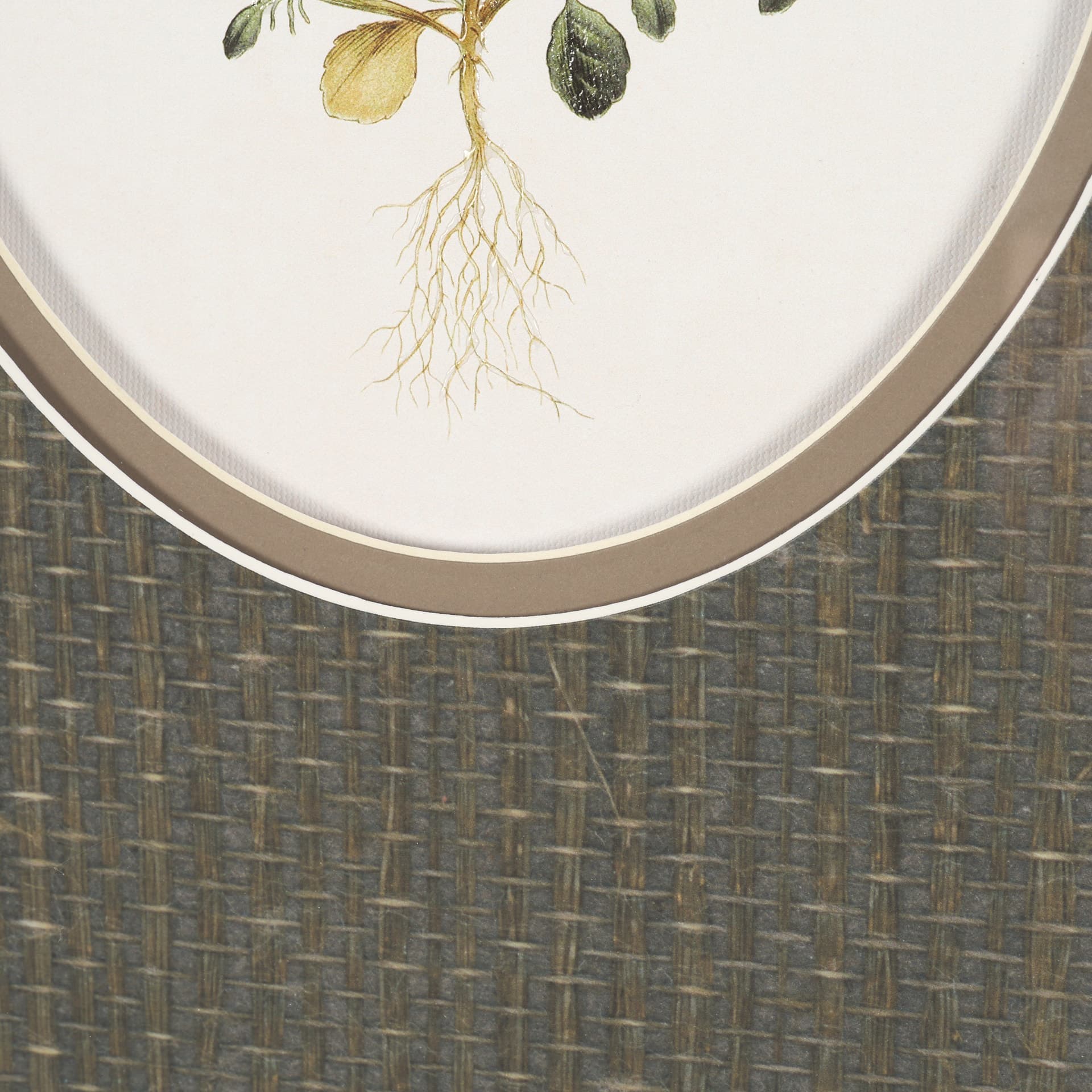 Viola Arvensis Flowers by Pierre Joseph Redoute a Hand Embellished Framed Print under Glass — product photograph