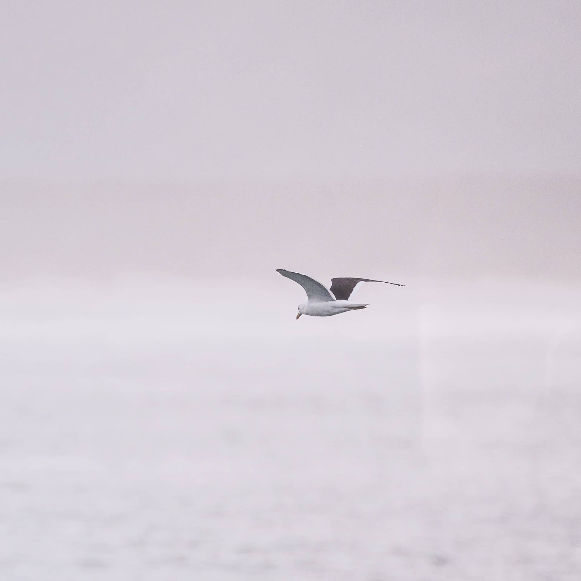 Ocean's Dance by Shot By Clint Framed Photo Print Matted under Glass — product photograph