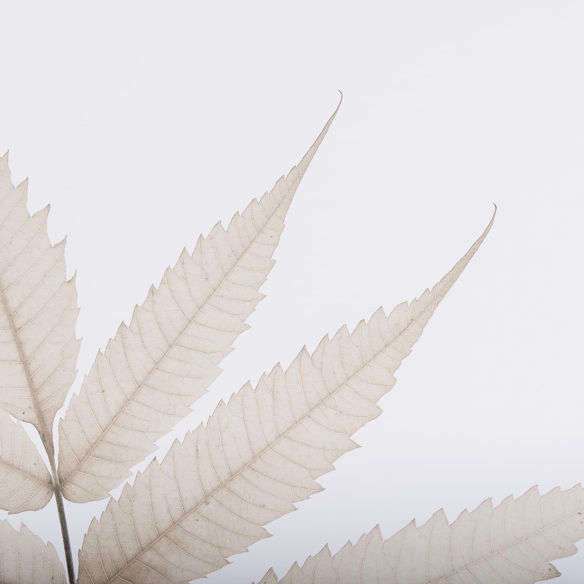 Limber Leaves by Assaf Frank a Framed Art Print Matted under Glass — product photograph