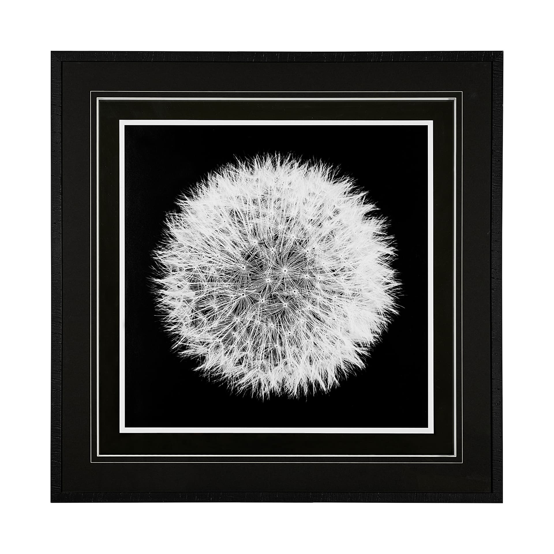 Dandelion on Black I by Aledanda a Framed Photo Art Print Matted under Glass — product photograph