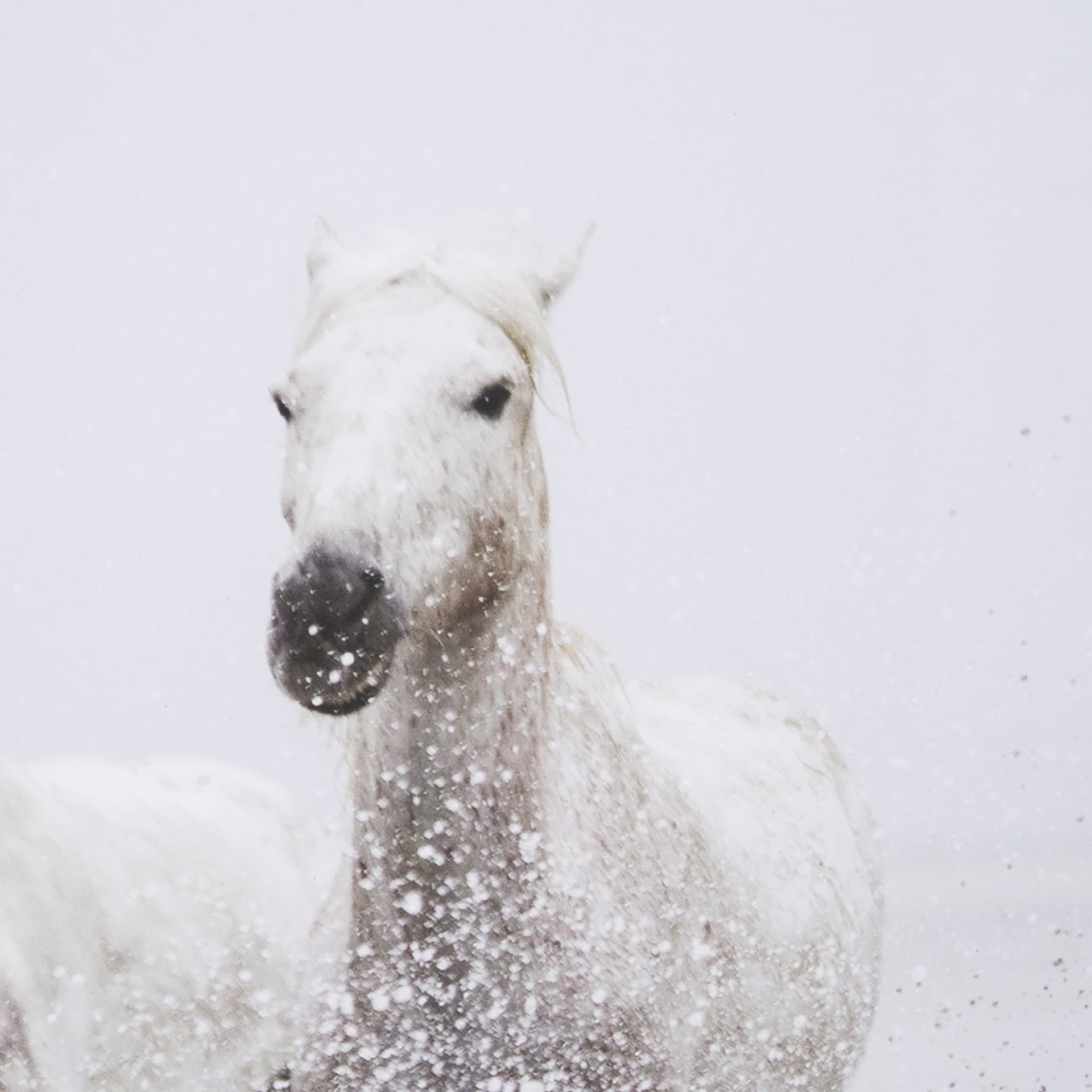 Determination by Irene Suchoki a Framed Photo Art Print Matted under Glass — product photograph