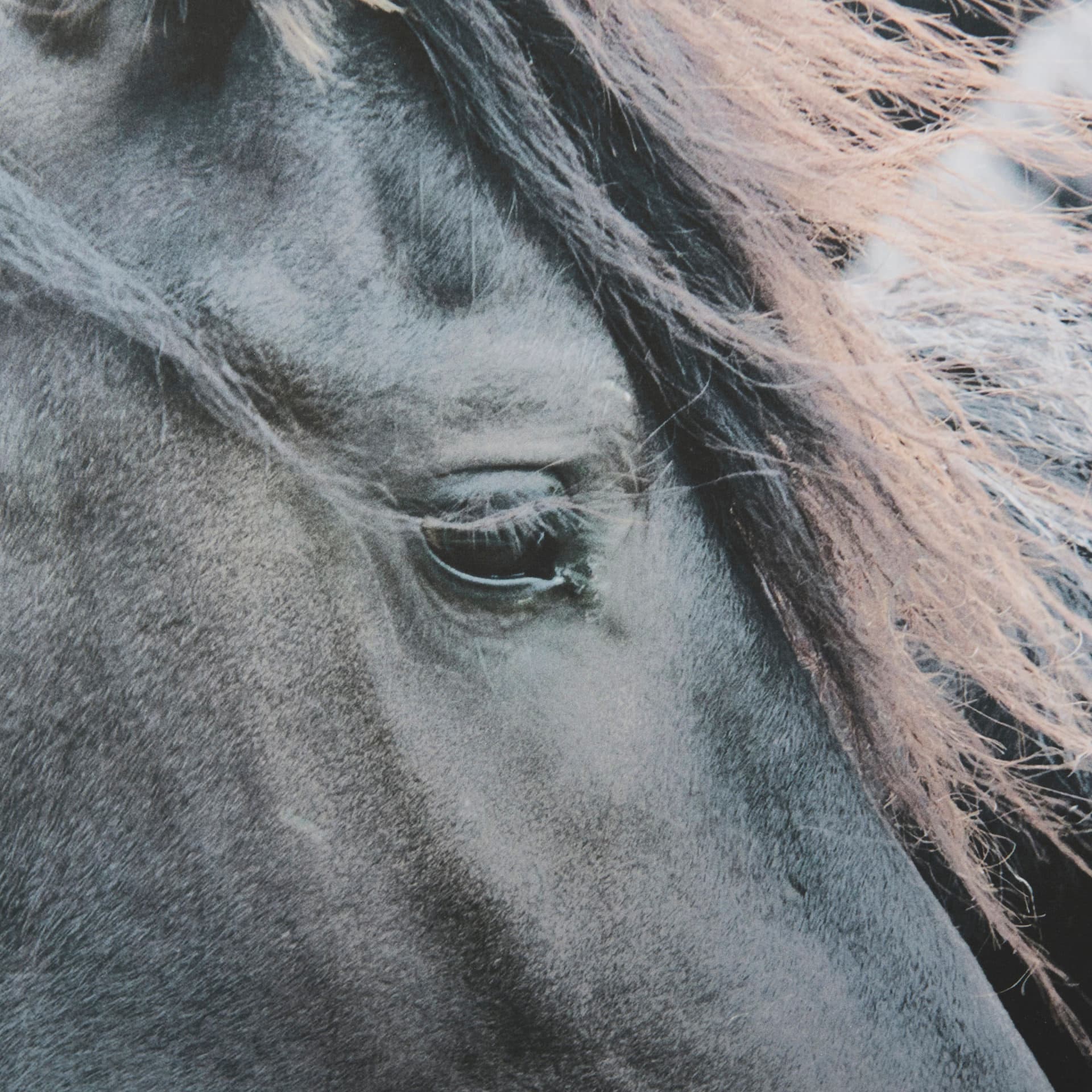 Majestic Admiration by Mercana Studio a Framed Photo Art Print Matted under Glass — product photograph