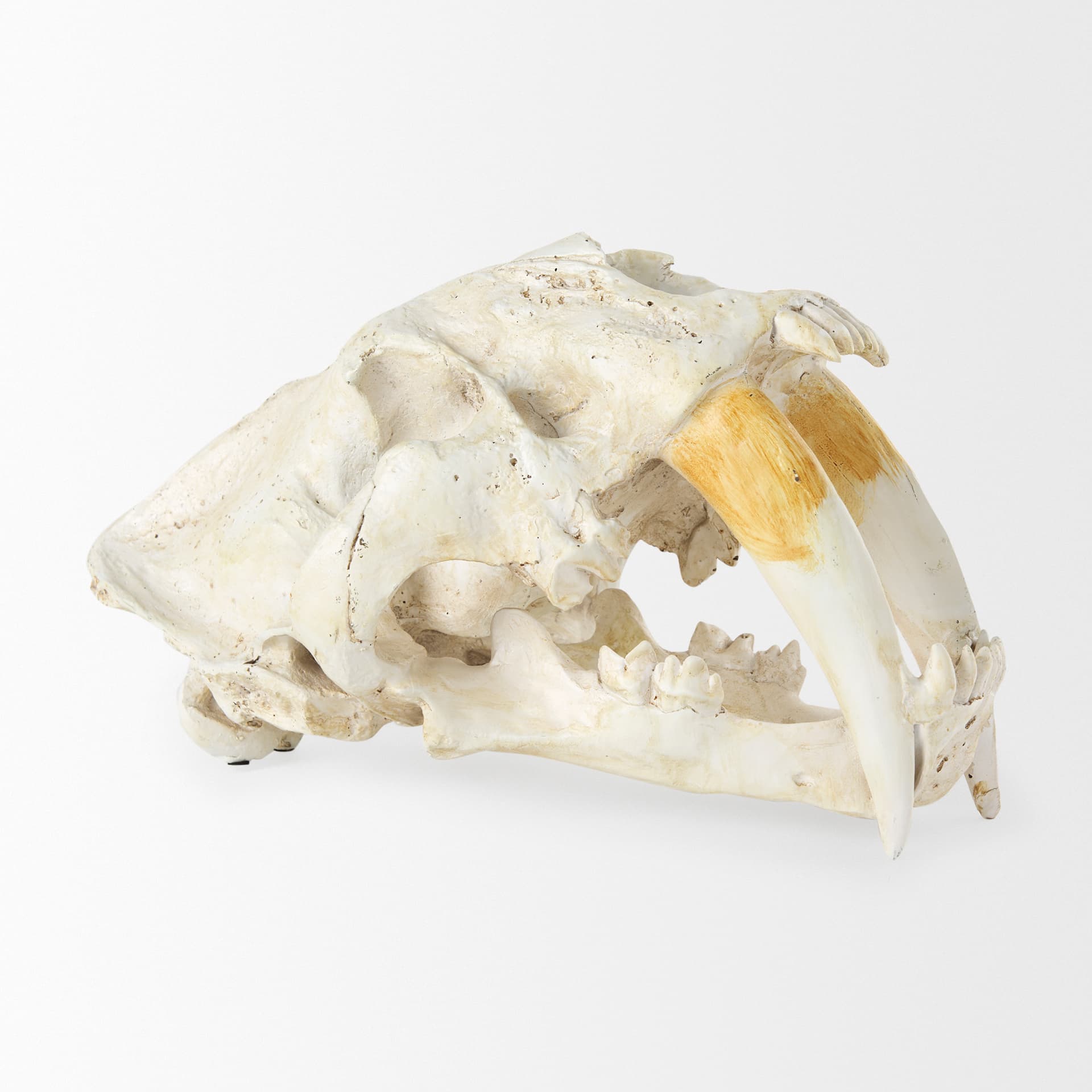 Fozzil 9L x 9W Resin Sabretooth Skull Replica — product photograph