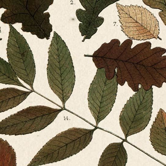 Autumnal Leaves V by Vision Studio a Framed Art Print Matted under Glass — product photograph