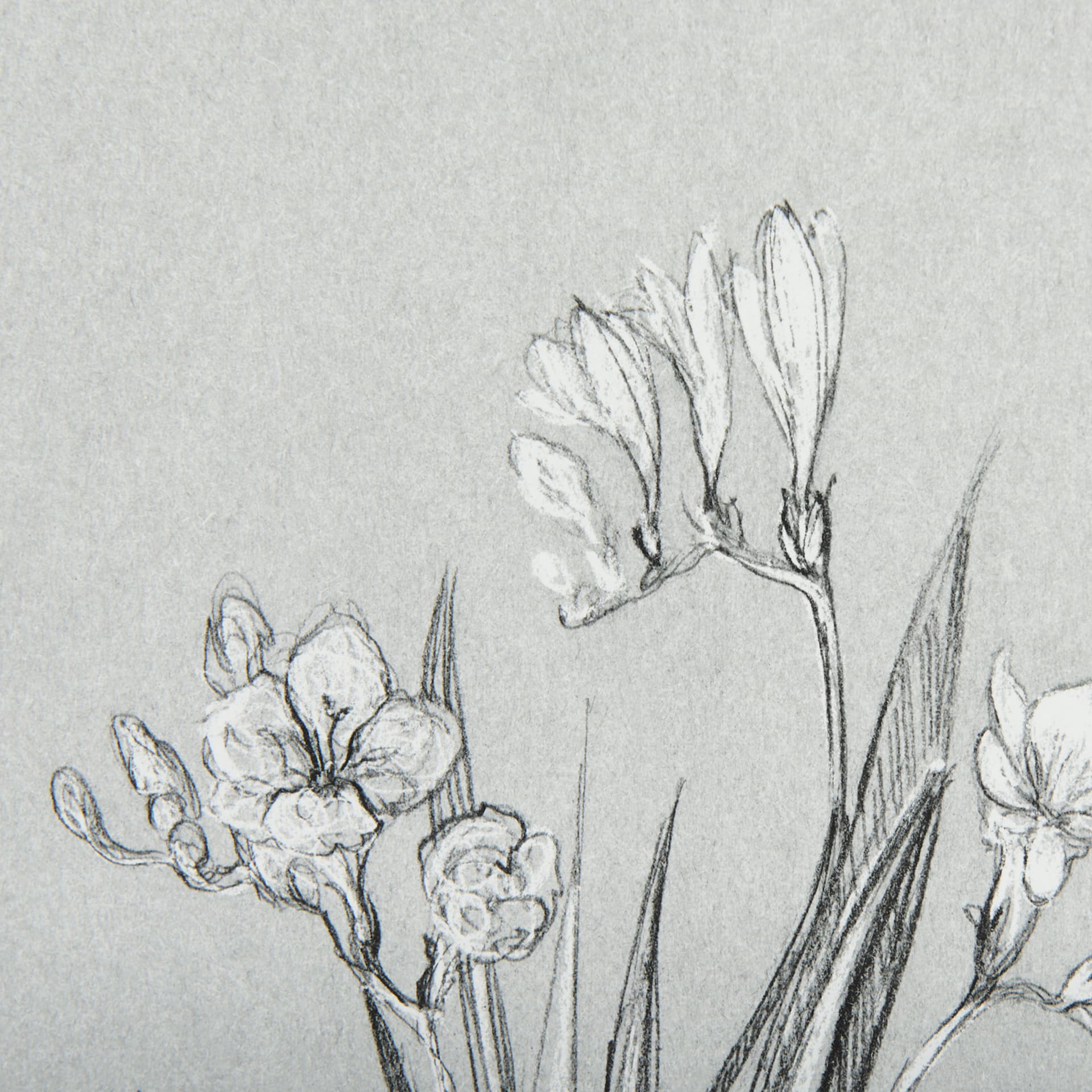 Botanical sketches III (Grey) by Mercana Studio Hand Embellished Framed Art Print Matted under Glass — product photograph