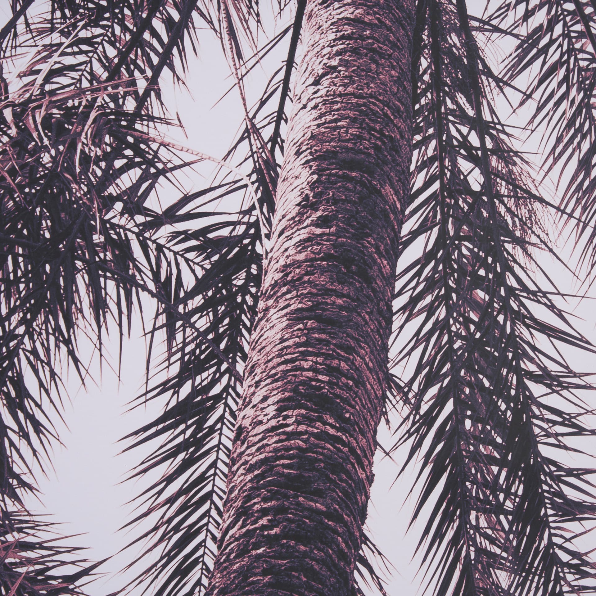 Pink Palms Horizontal by Deborah Revell a Framed Photo Art Print Matted under Glass — product photograph