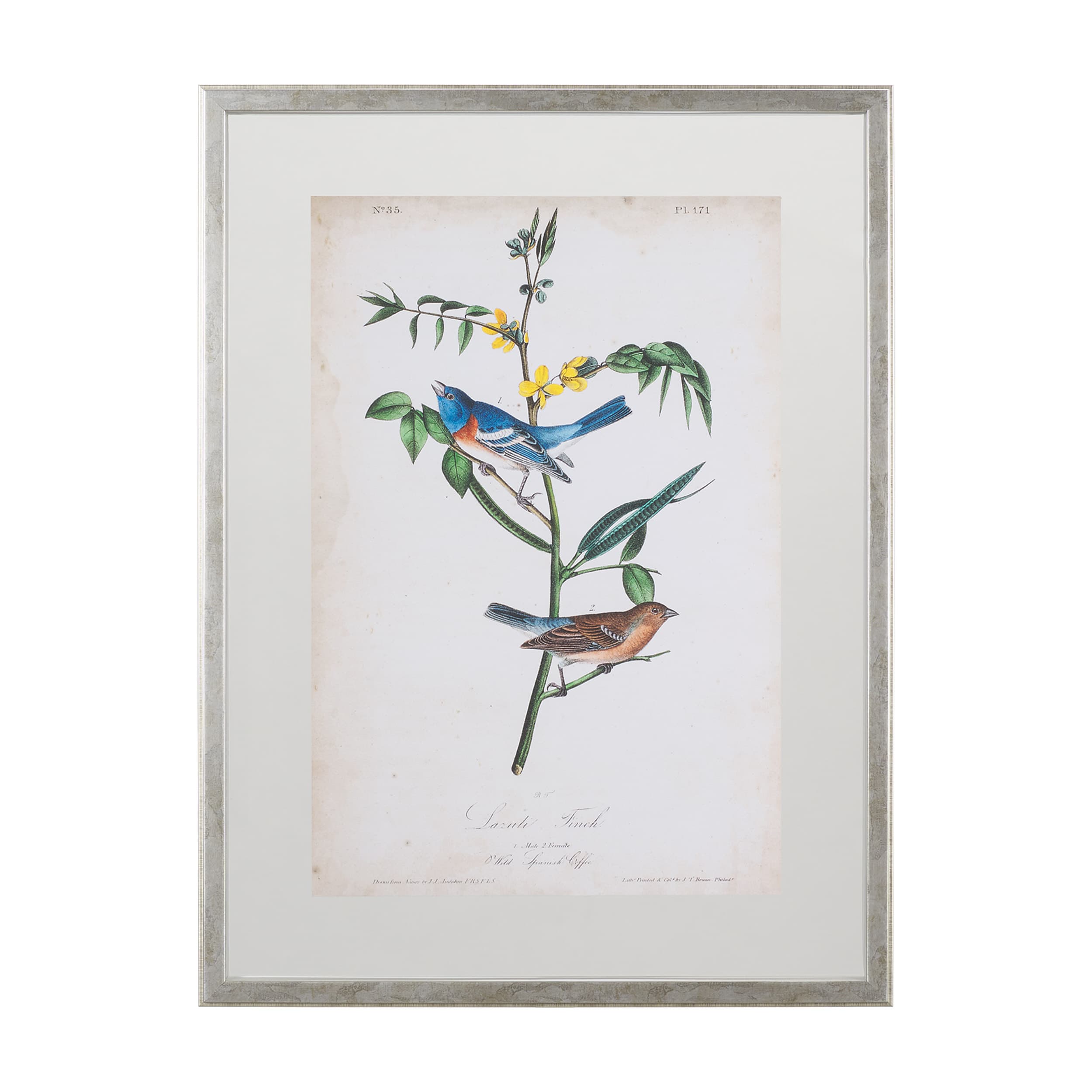 Delicate Bird and Botanical IV by John James Audubon a Framed Art Print Matted under Glass — product photograph