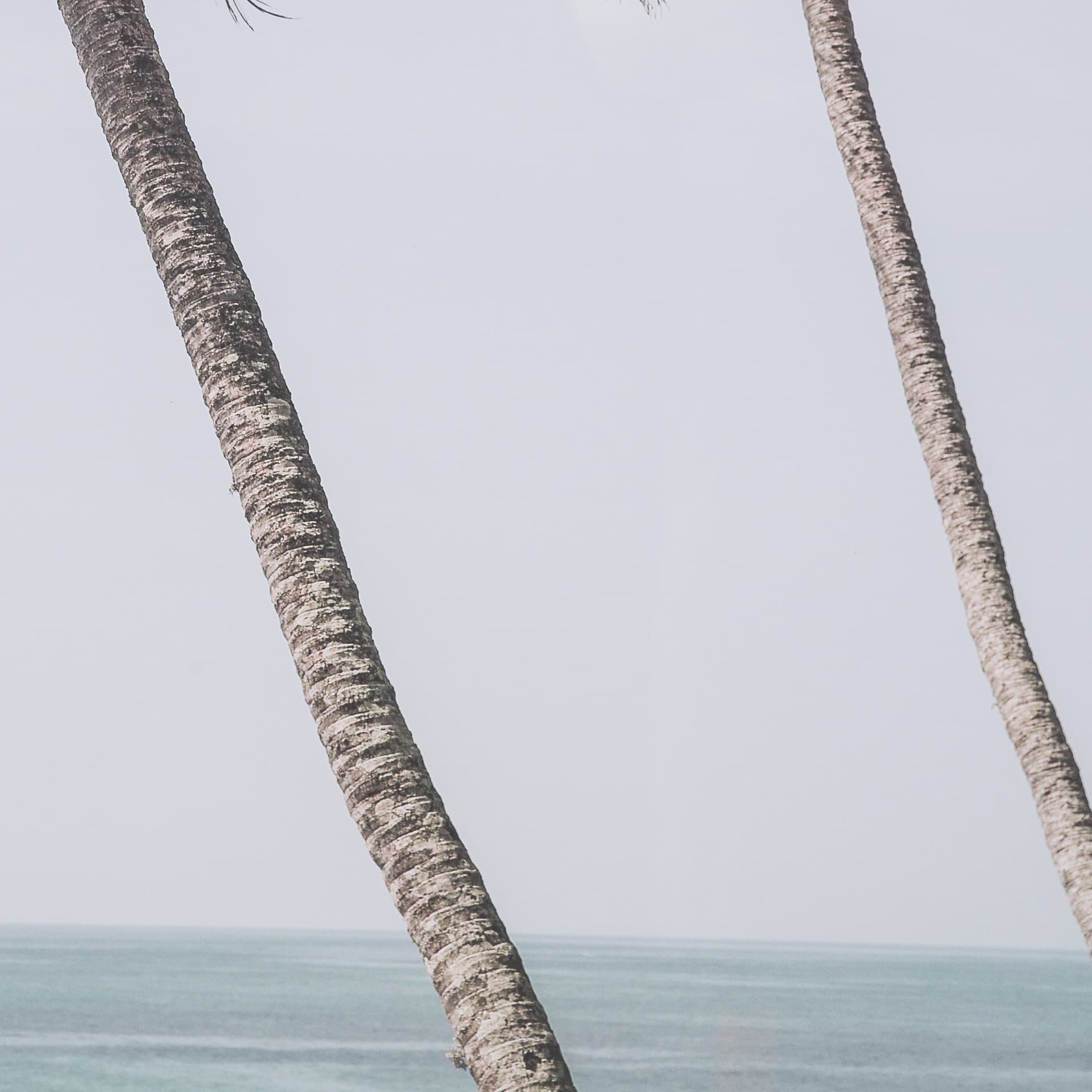 Ocean Breeze Palms by Shot By Clint Framed Photo Print Matted under Glass — product photograph
