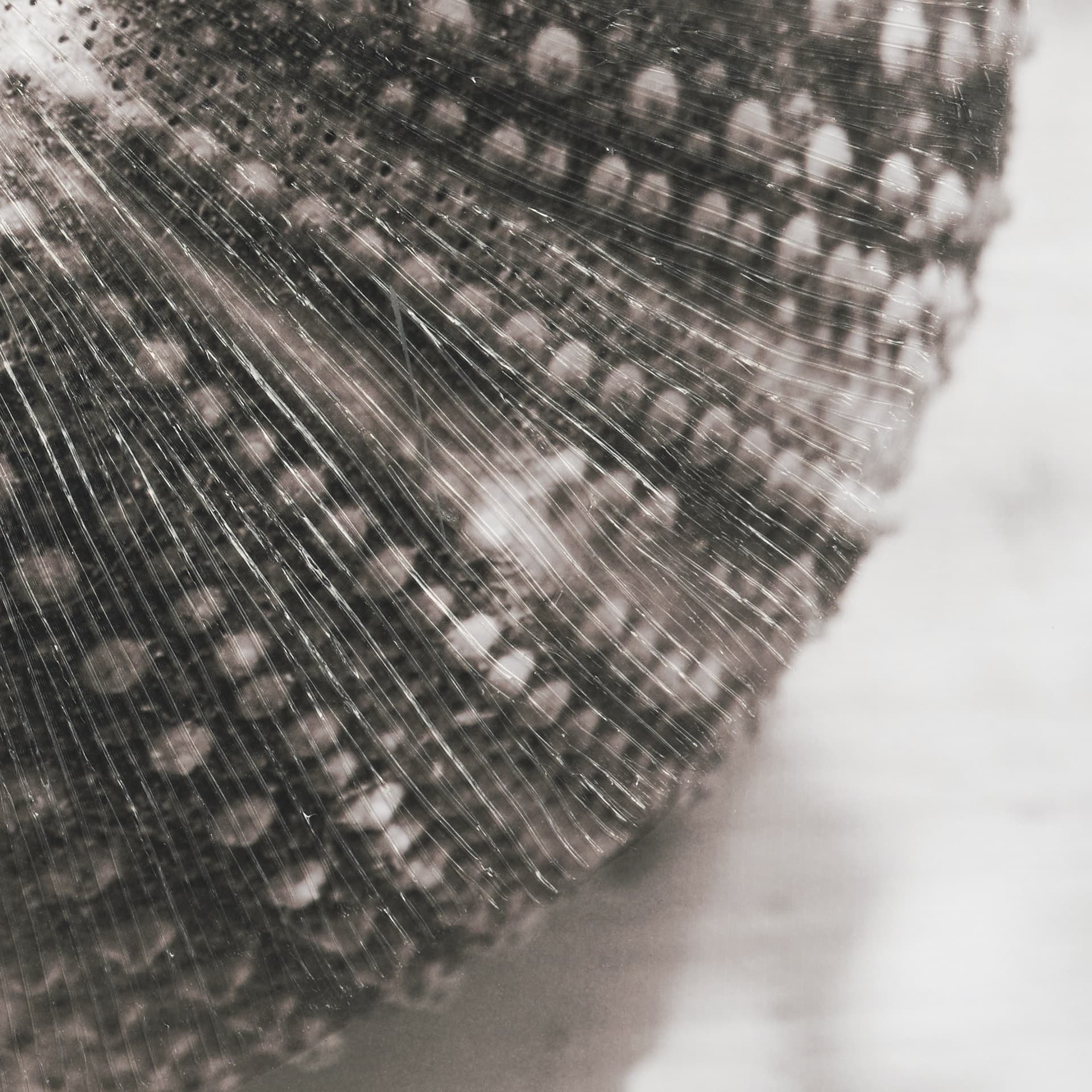 Urchins in Lace I by Deborah Revell a Hand Embellished Framed Print under Glass — product photograph