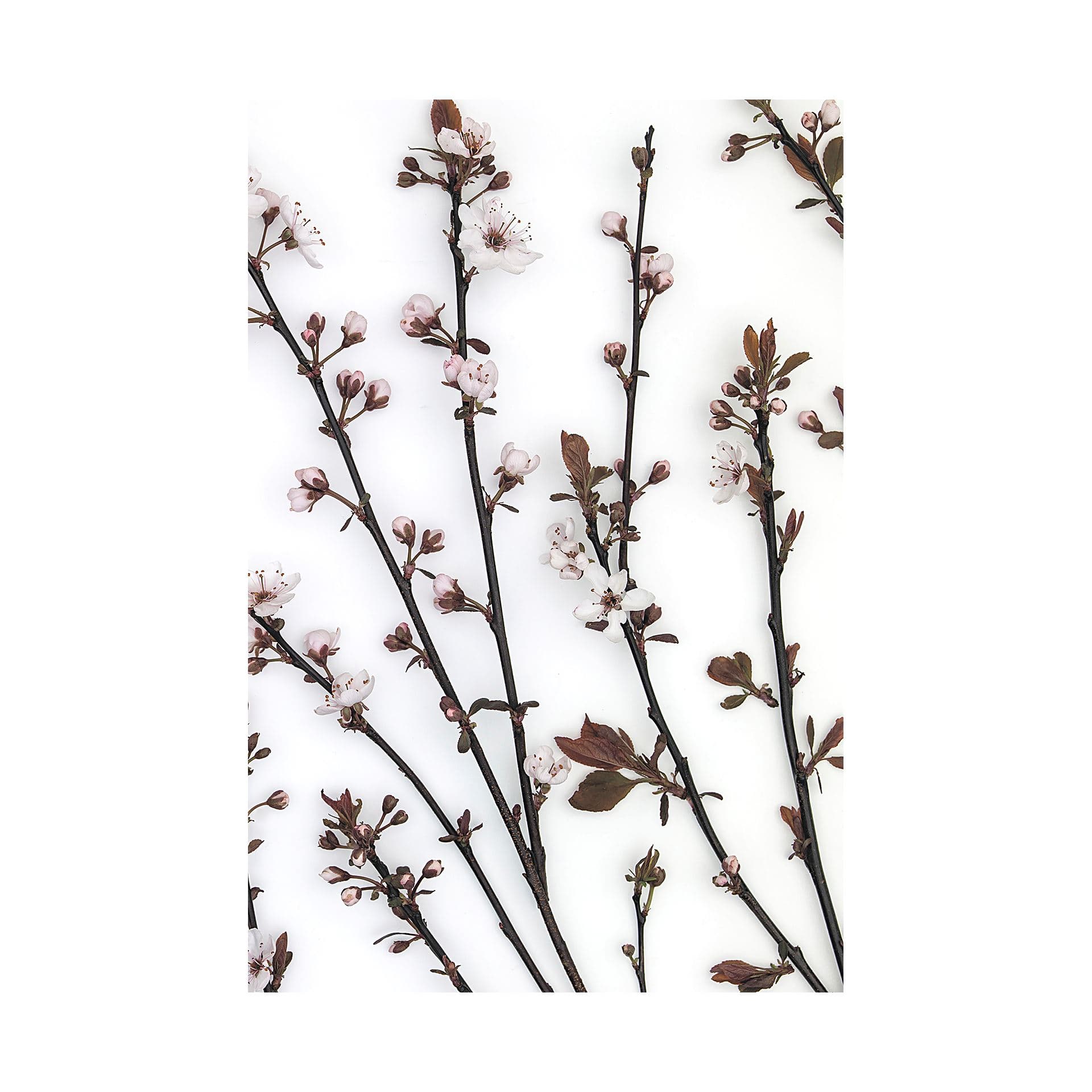 Budding Blossom by Frank Assaf a Hand Embellished Textured Canvas — product photograph