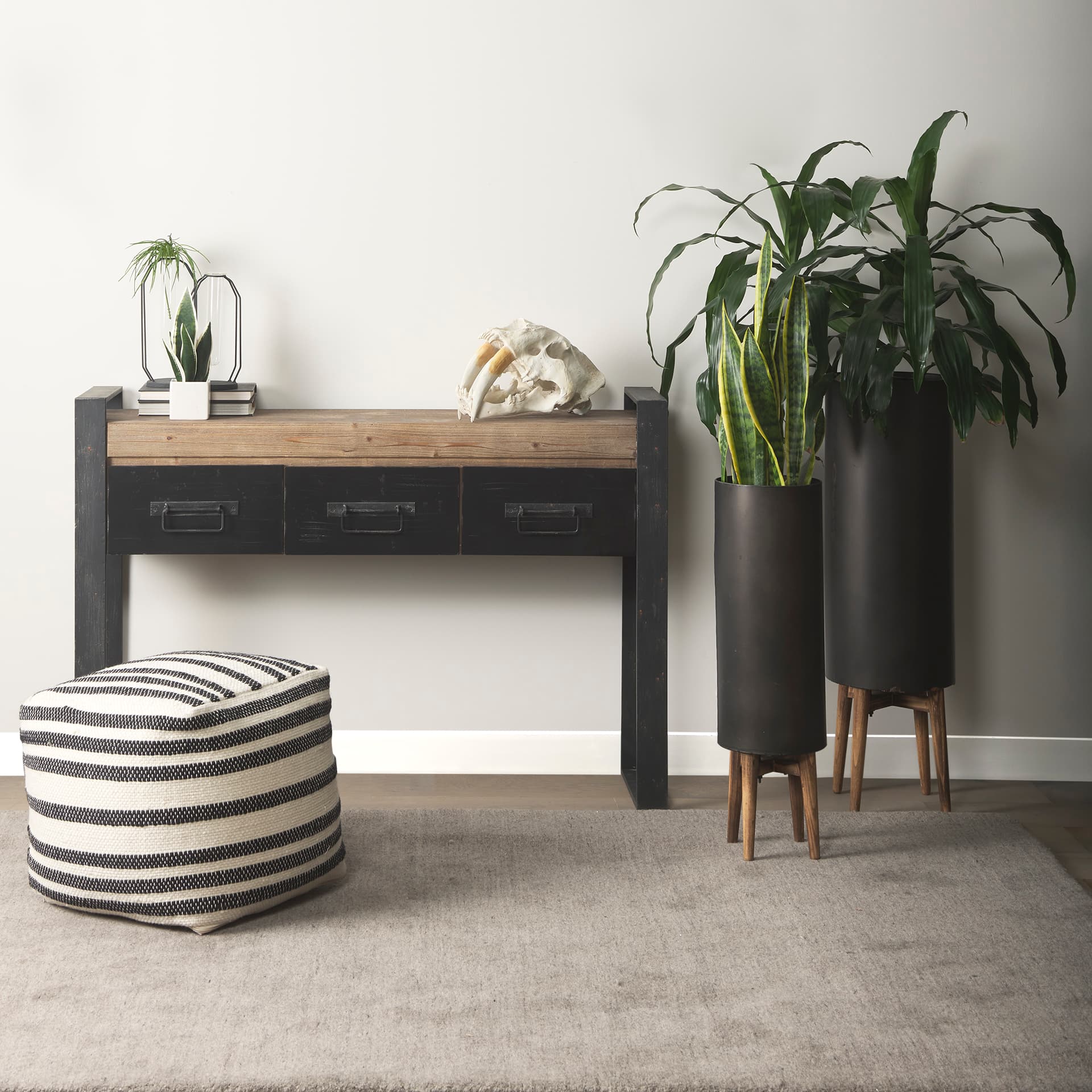Fozzil 9L x 9W Resin Sabretooth Skull Replica — in a styled room