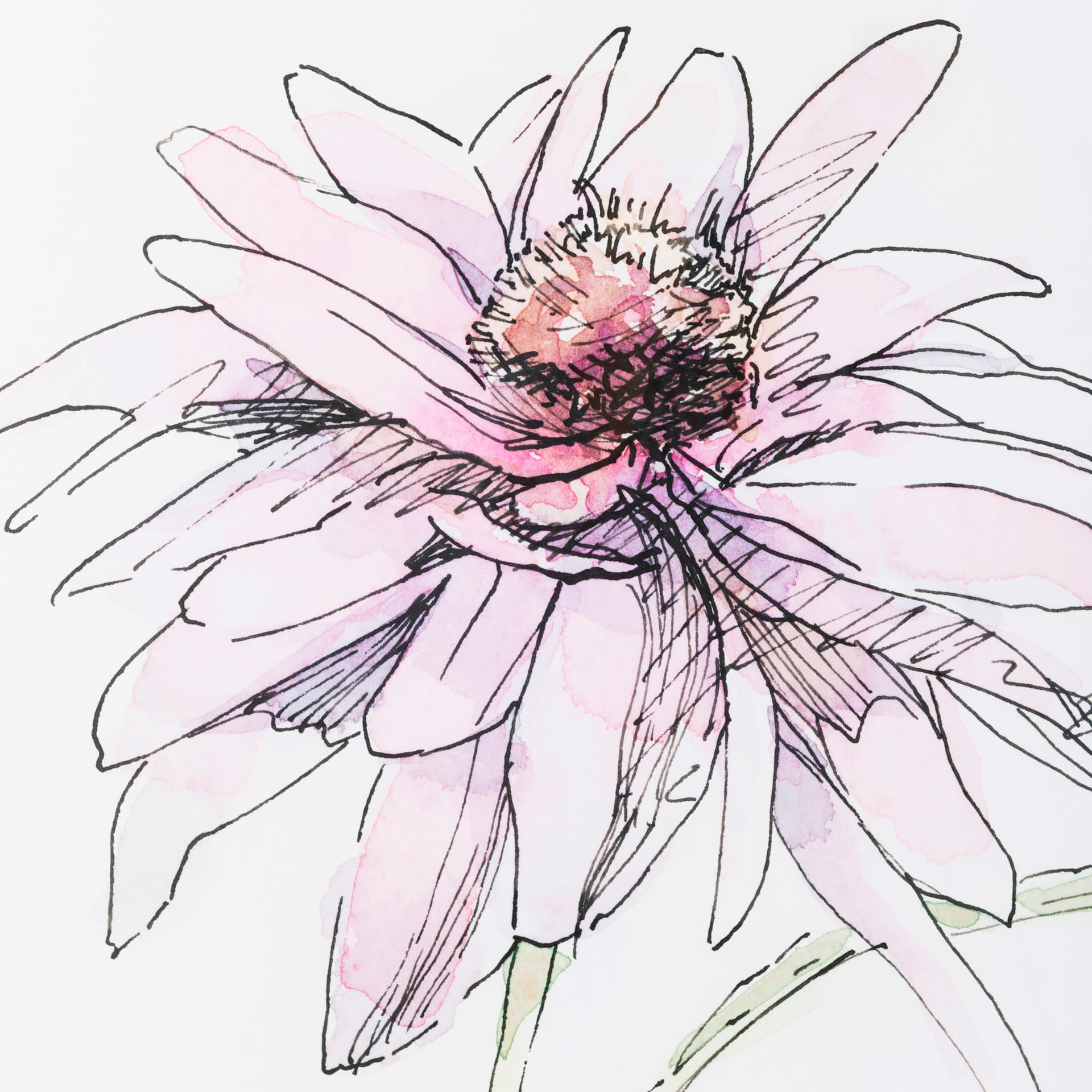 Echinacea I by Panpan Zhang a Framed Art Print Matted under Glass — product photograph