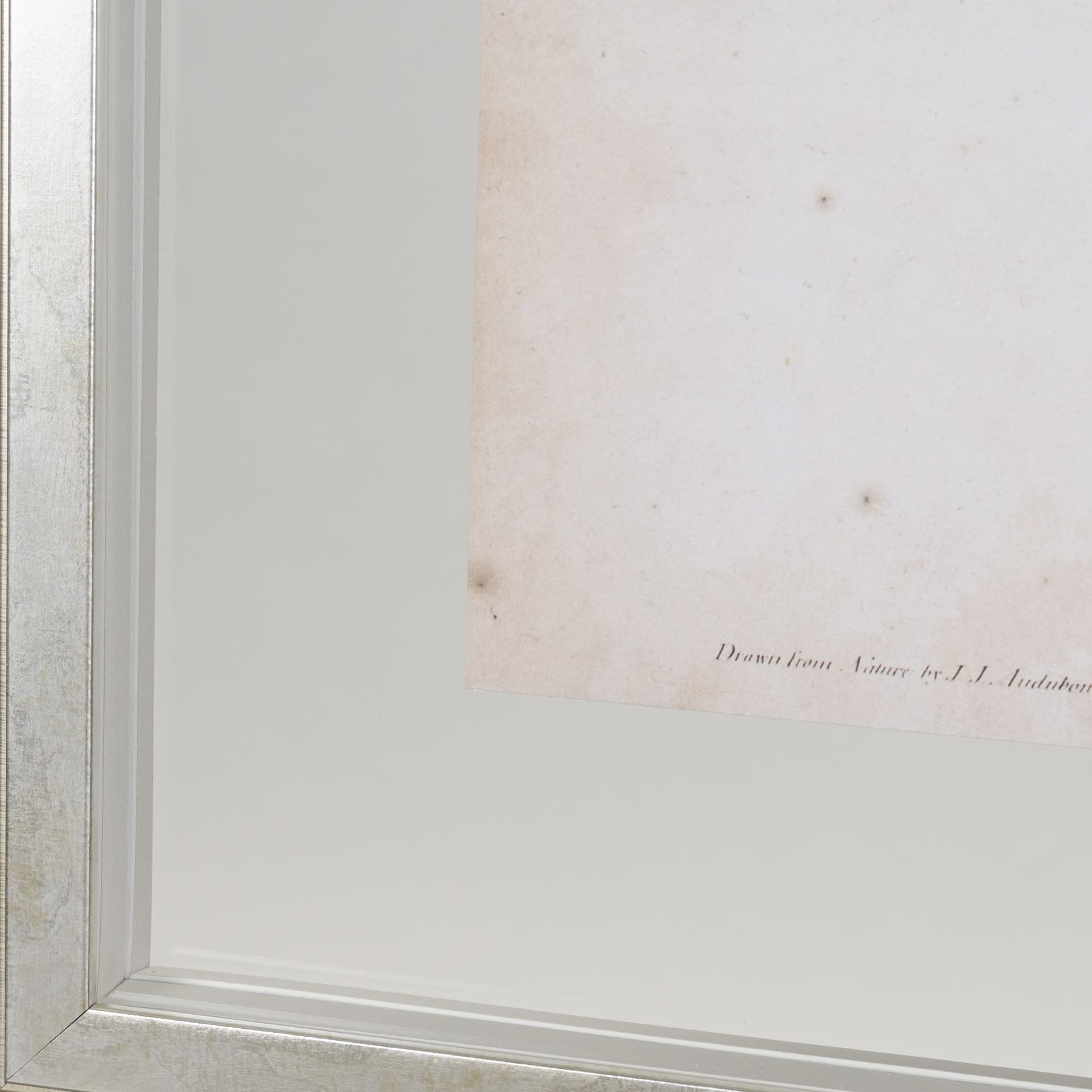 Custom Indigo Bunting (MC) by Audubon a Framed Art Print Matted under Glass — product photograph