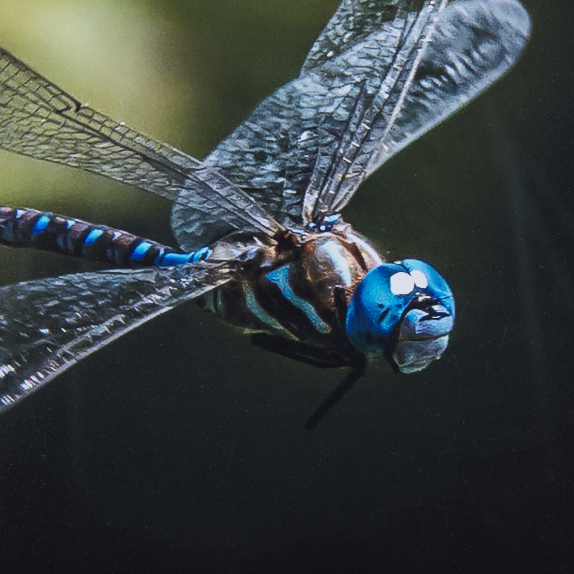 Dragon Fly by Mercana Studio a Framed Photo Art Print Matted under Glass — product photograph