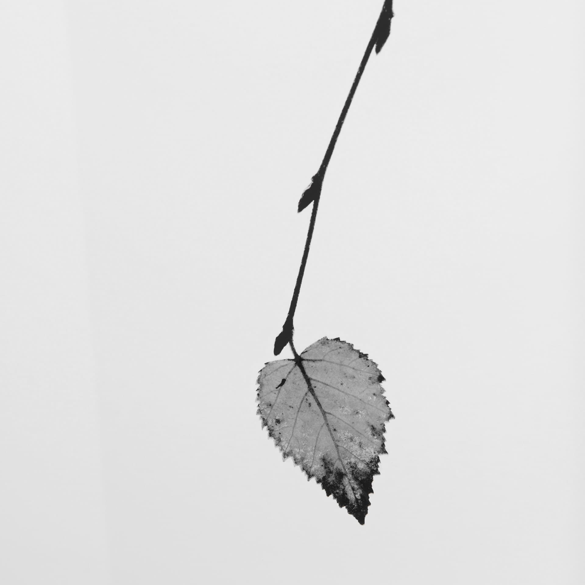 Solo by Rebecca Cozart a Hand Embellished Textured Framed Art Print Matted under Glass — product photograph