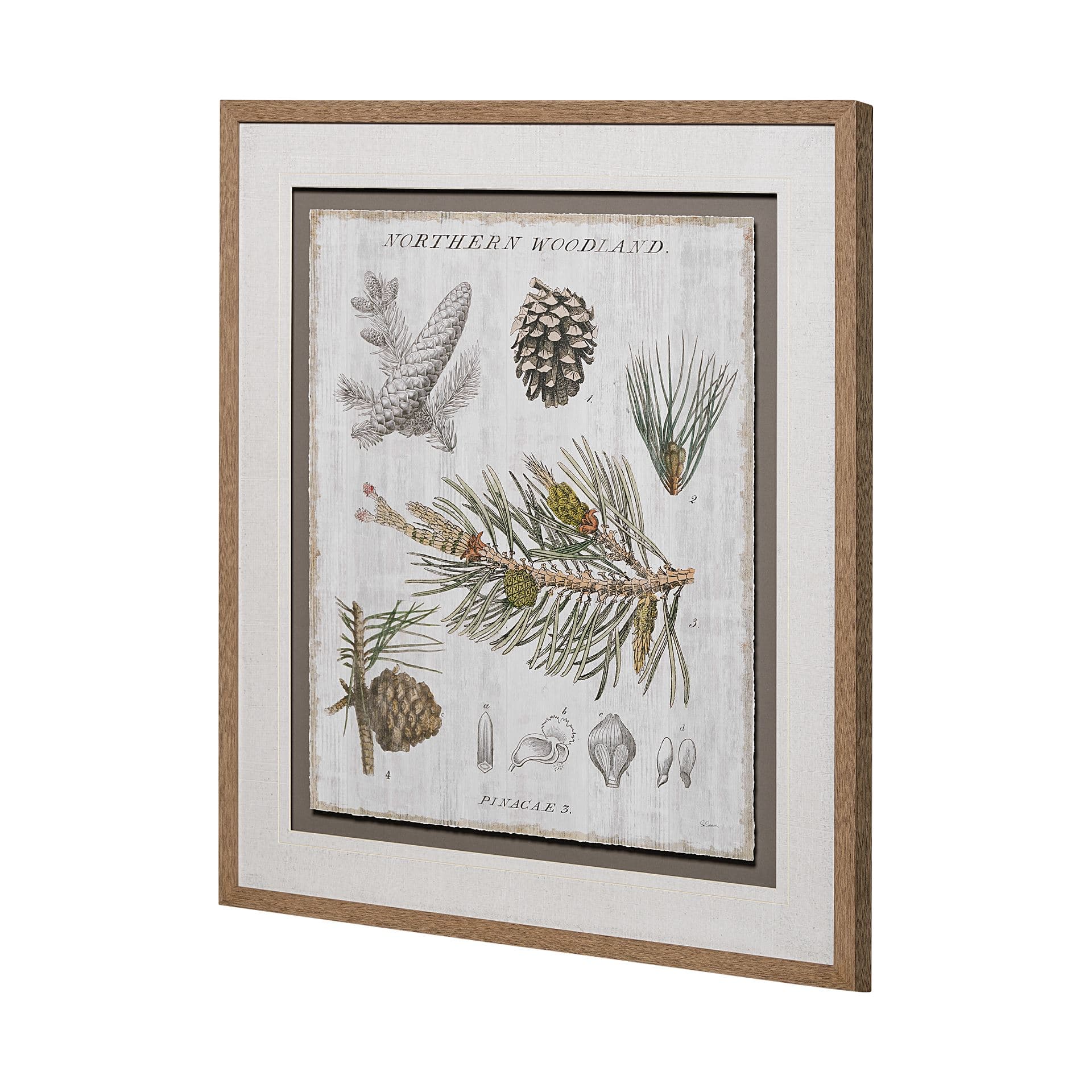 Woodland Chart III by Sue Schlabach a Hand Embellished Textured Framed Art Print Matted under Glass — product photograph