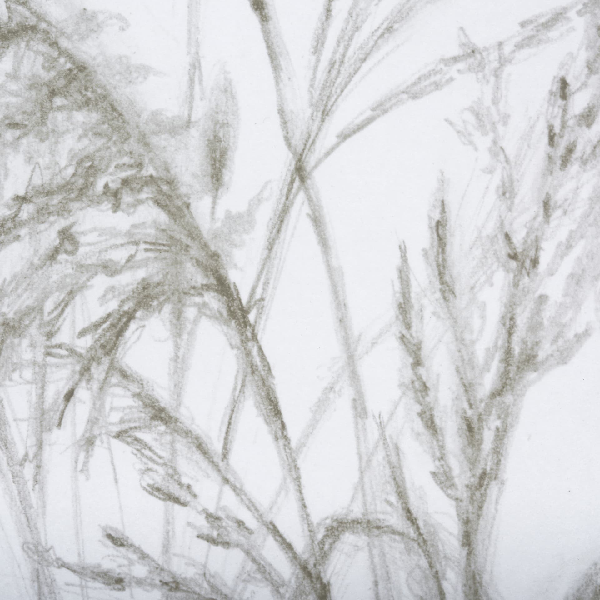 Growing Along The River II by Mercana Studio a Framed Art Print Matted under Glass — product photograph