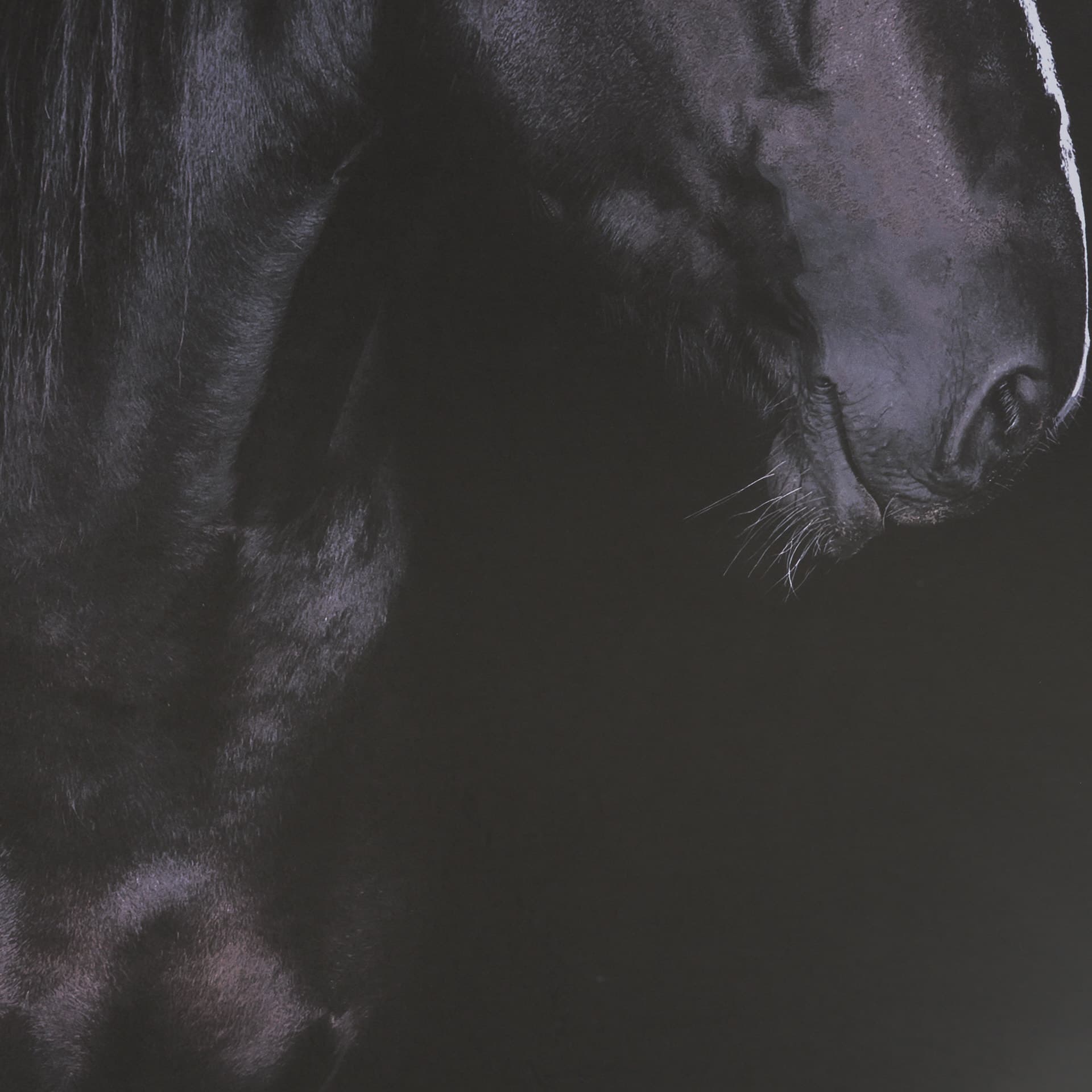 Majestic Midnight by Rehpoehler Framed Photo Print Matted under Glass — product photograph
