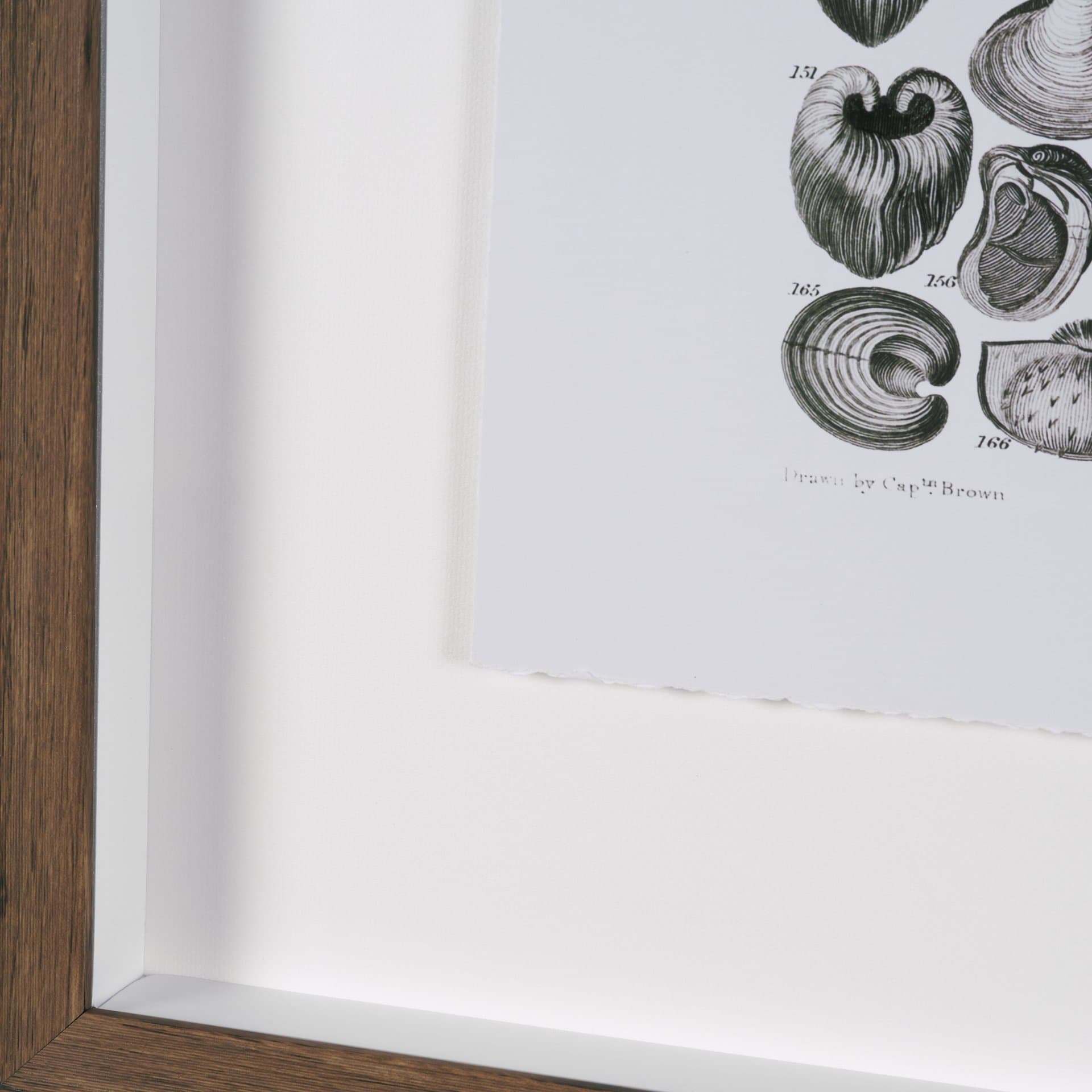 Sealife III by Oliver Goldsmith a Hand Embellished Framed Art Print Matted under Glass — product photograph