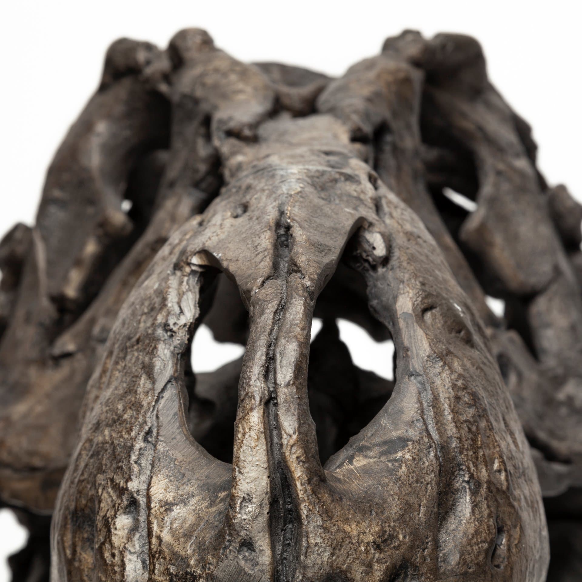 Lagrane 19L x 11W Brown Resin Tyrannosaurus T Rex Dinosaur Skull Replica — product photograph