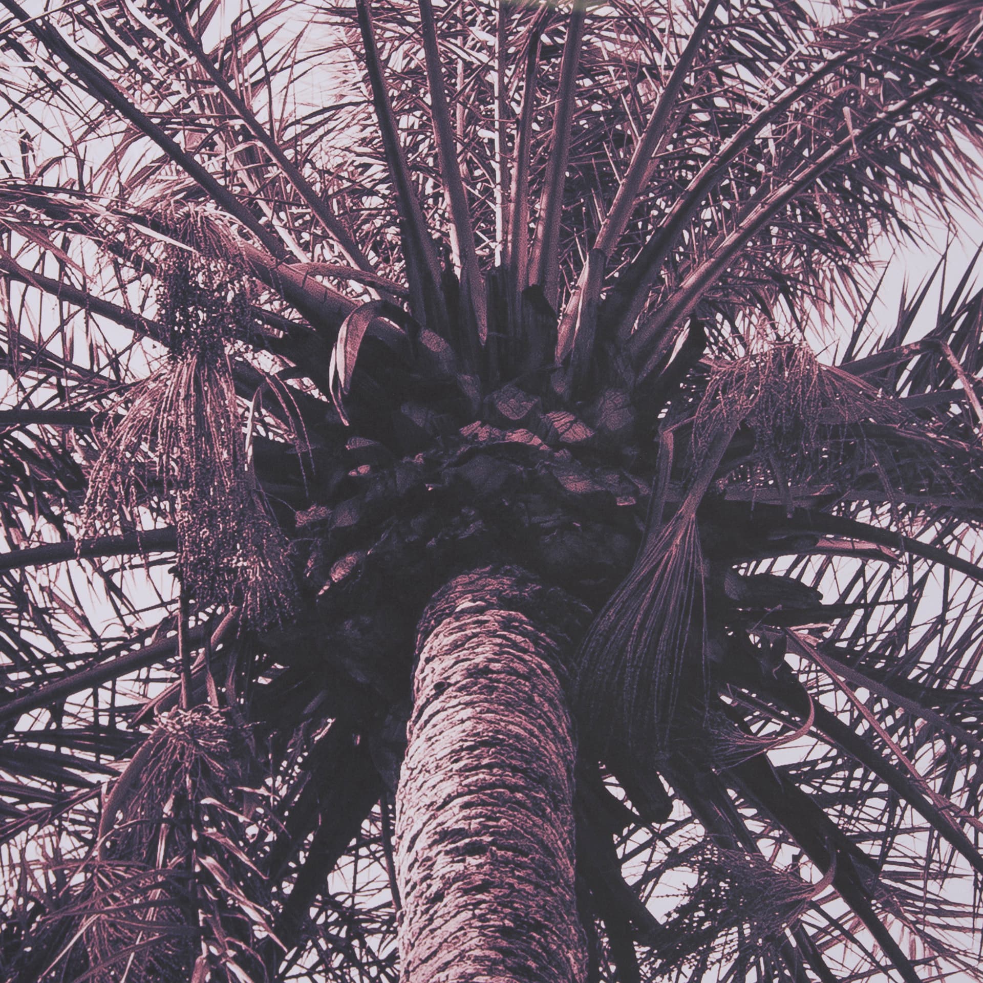 Pink Palms Horizontal by Deborah Revell a Framed Photo Art Print Matted under Glass — product photograph