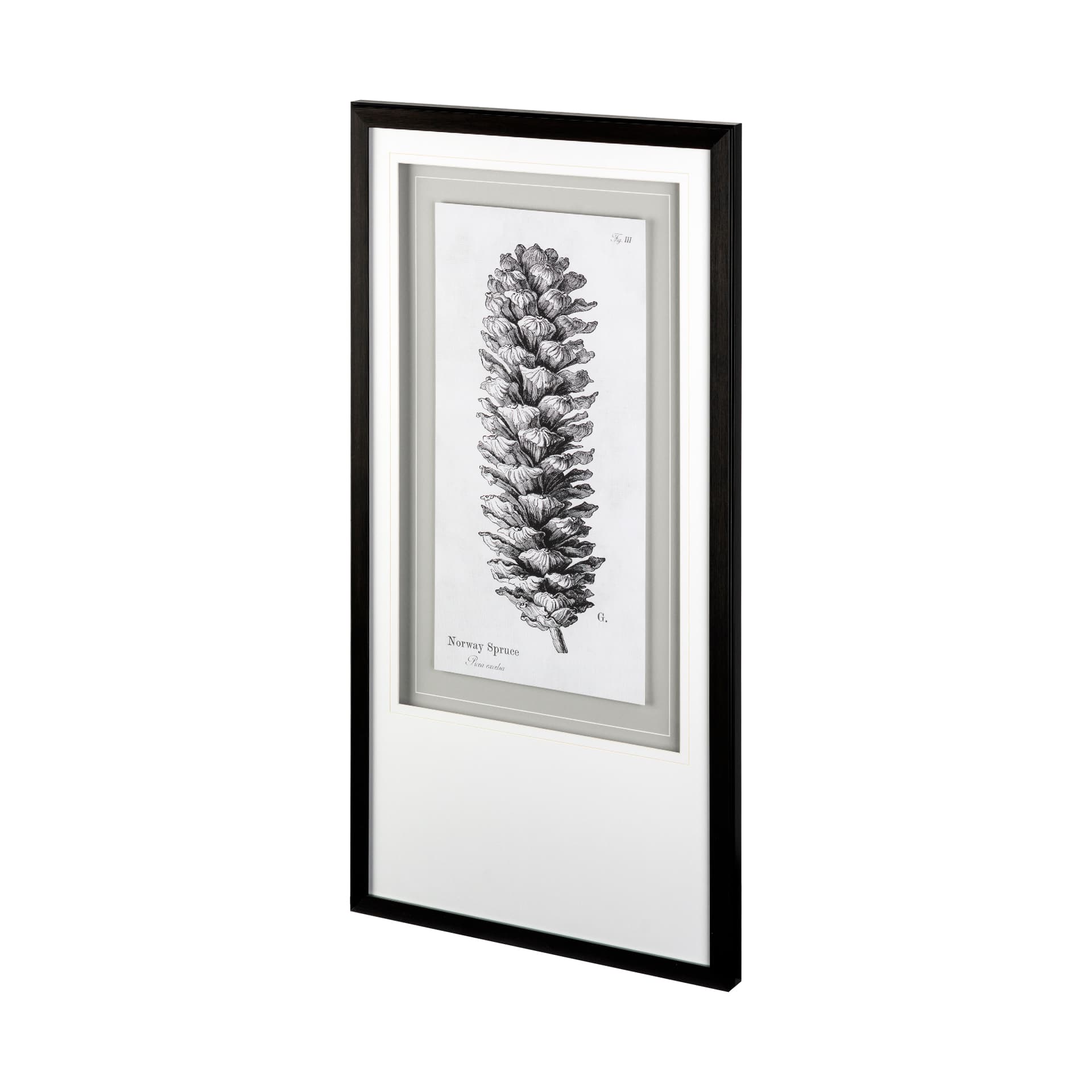 Norway Spruce by Maria Mendez a Framed Art Print Matted under Glass — product photograph