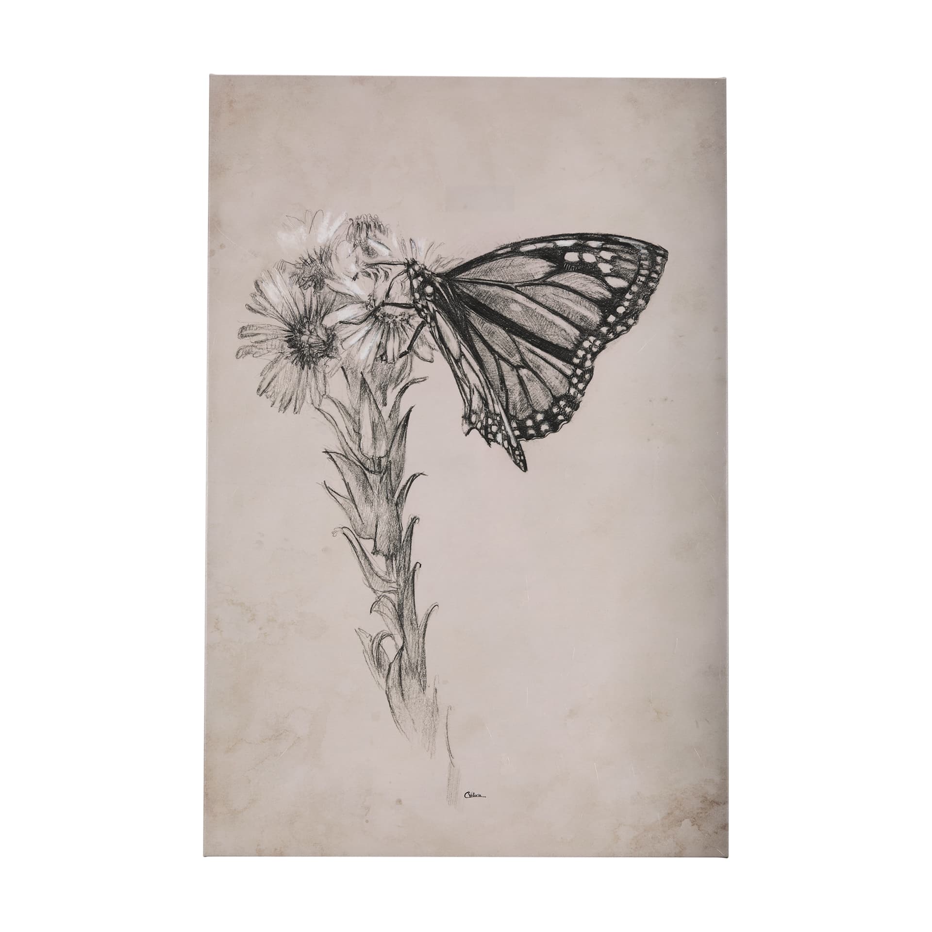 Wild Aster With Monarch Butterfly Drawing III by Mercana Studio a Hand Embellished Textured Canvas — product photograph