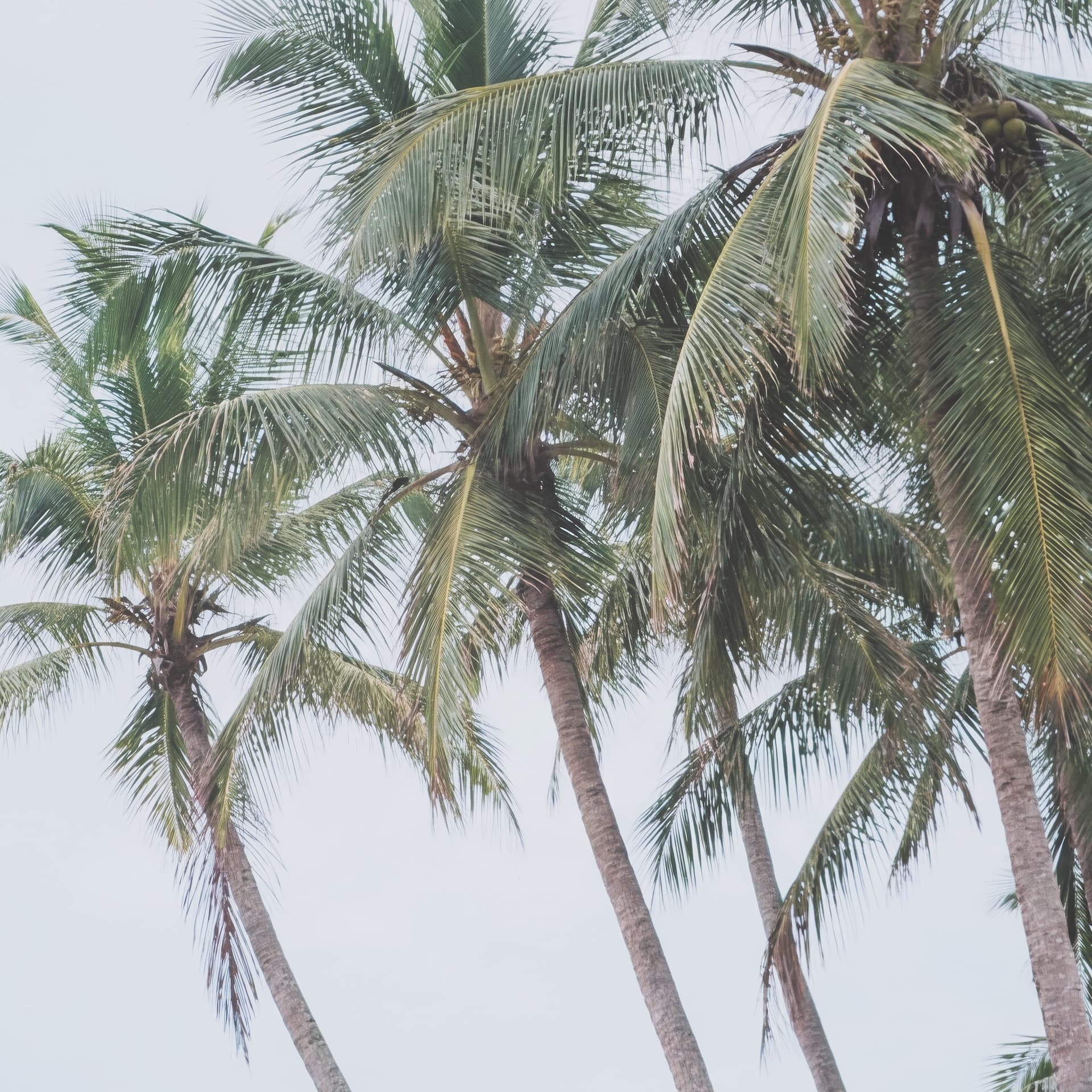 Tropical Surfboards On Beach by Andreas Magnusso Framed Photo Print Matted under Glass — product photograph