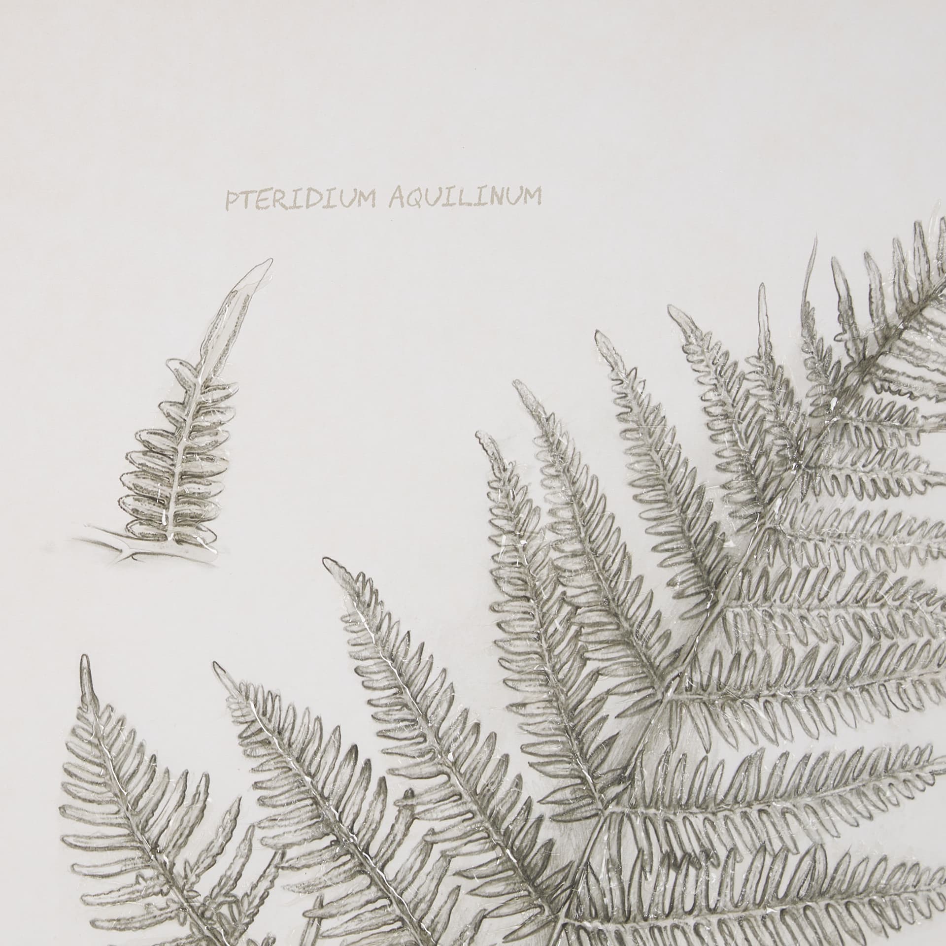 Fern Study III by Mercana Studio Hand Embelished Framed Art Print Matted under Glass — product photograph
