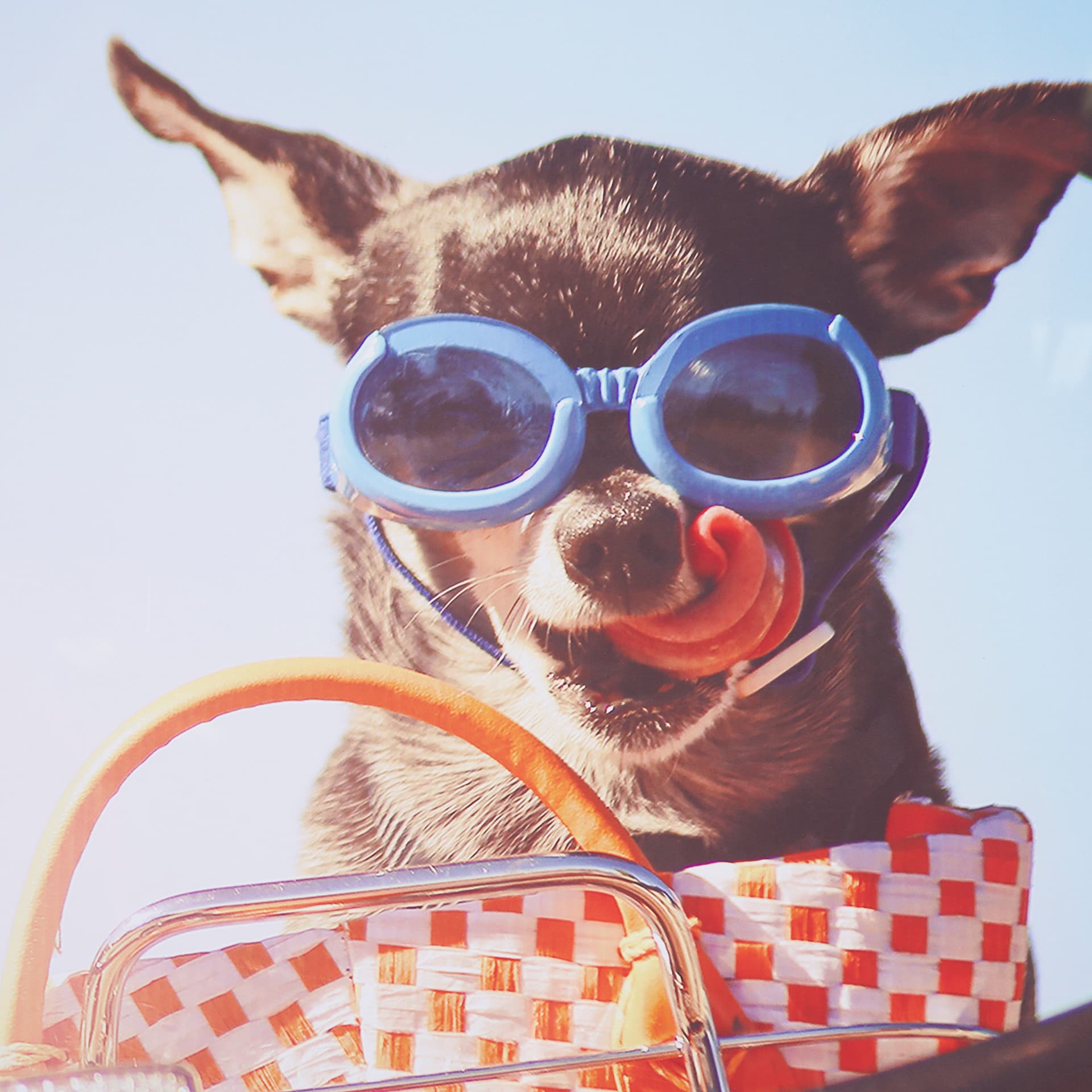 Retro Chihuahua by THE Studio a Framed Photo Art Print Matted under Glass — product photograph