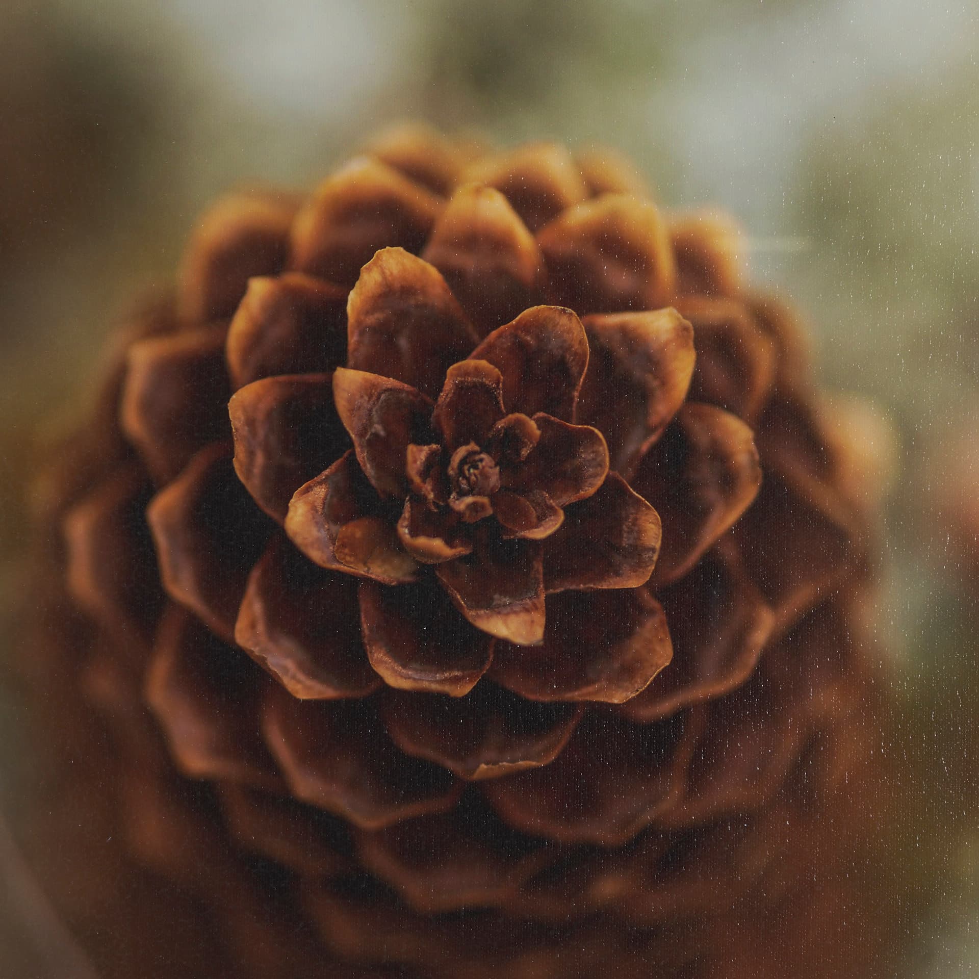 Down to Earth by Stig Kalvelid a Hand Embellished Framed Photo Art Print Matted under Glass — product photograph