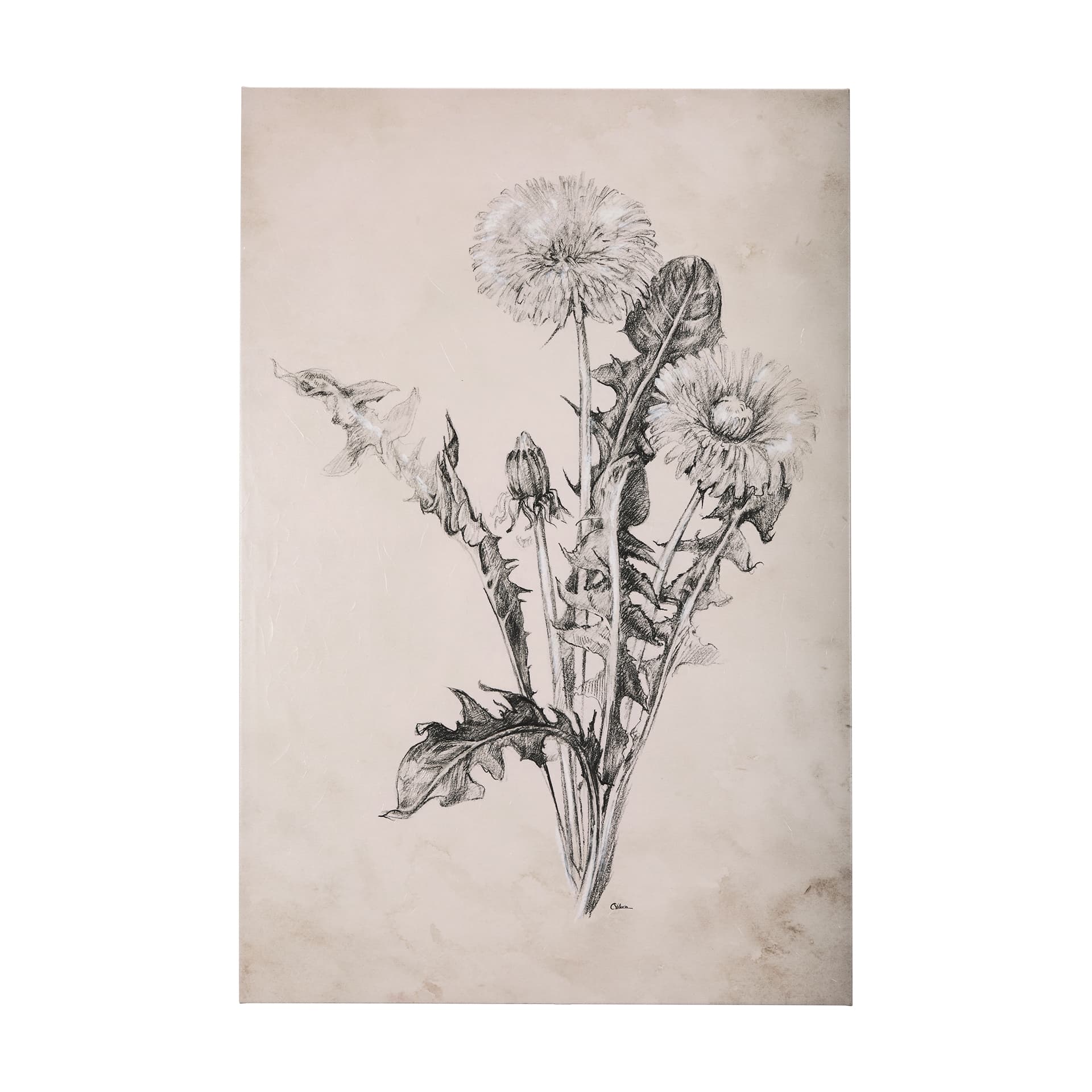 Dandelion Drawing II by Mercana Studio a Hand Embellished Textured Canvas — product photograph