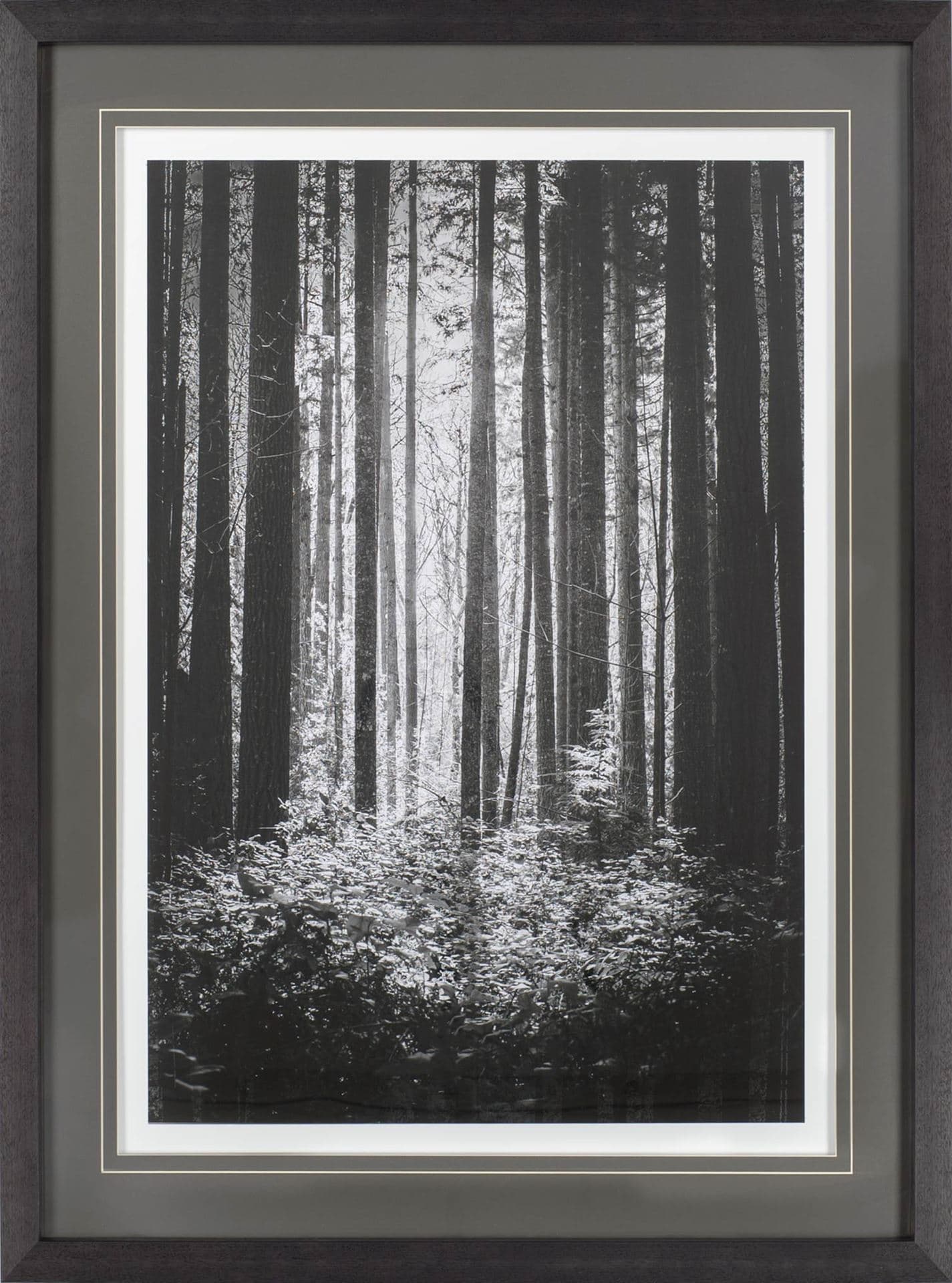 Lowland Winter Forest No 13, Tiger Mountain by Bisig, Steve a Framed Photo Art Print Matted under Gl — product photograph