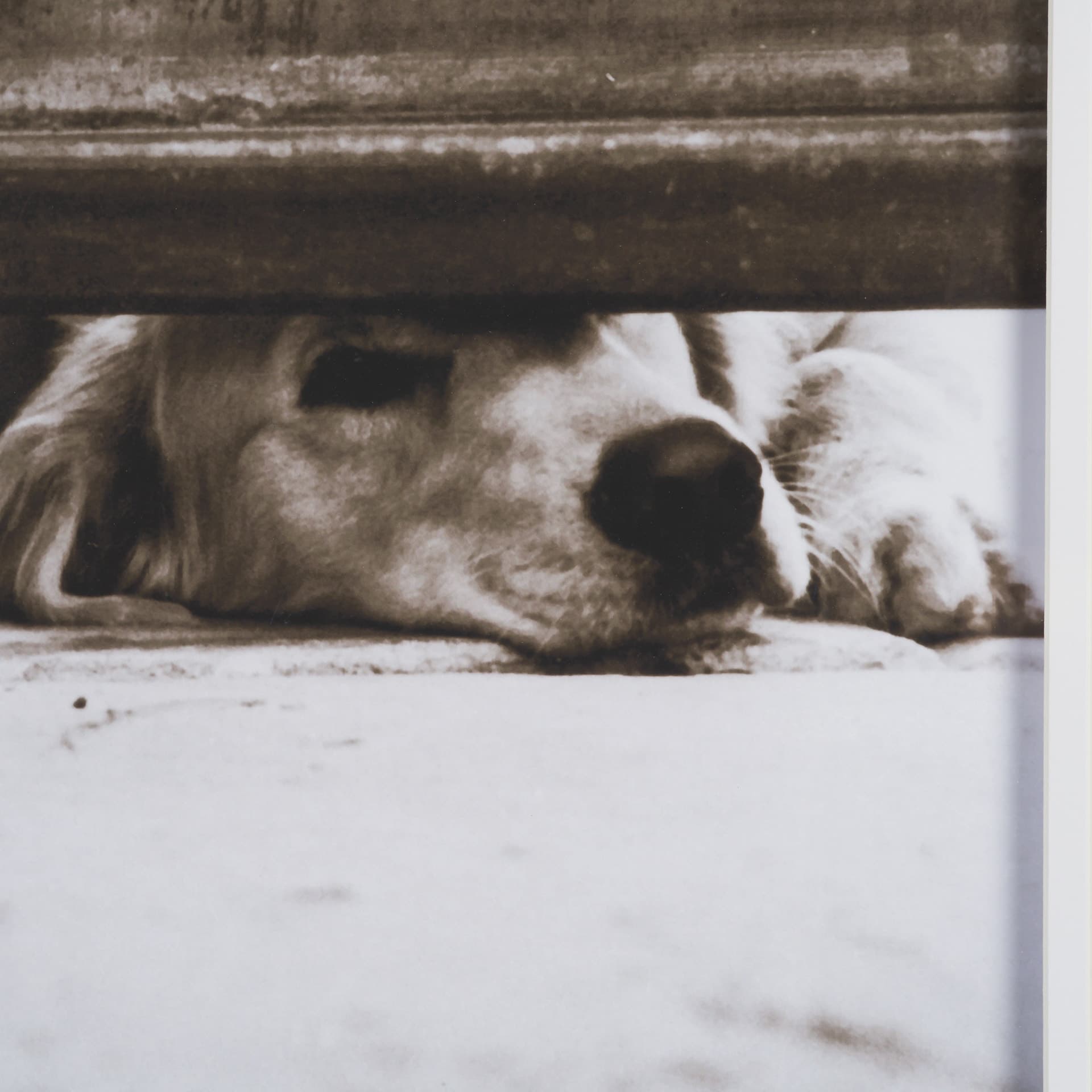 We See You Dogs by Jim Dratfield Framed Photo Print under Glass — product photograph