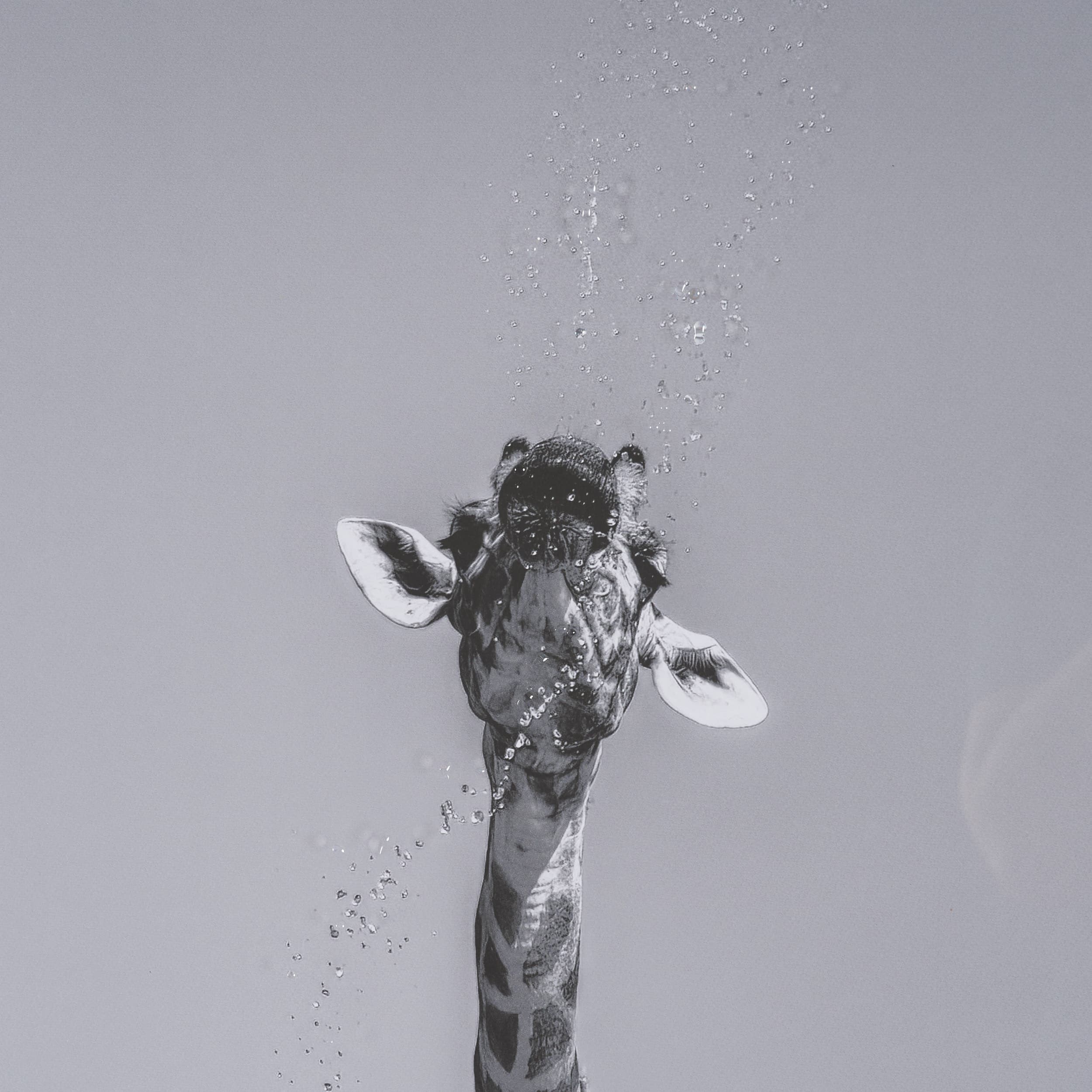 Thirsty Savanna Giraffes(Set of 2) by Jun Zuo Hand-Embellished Framed Photo Print Matted under Glass — product photograph