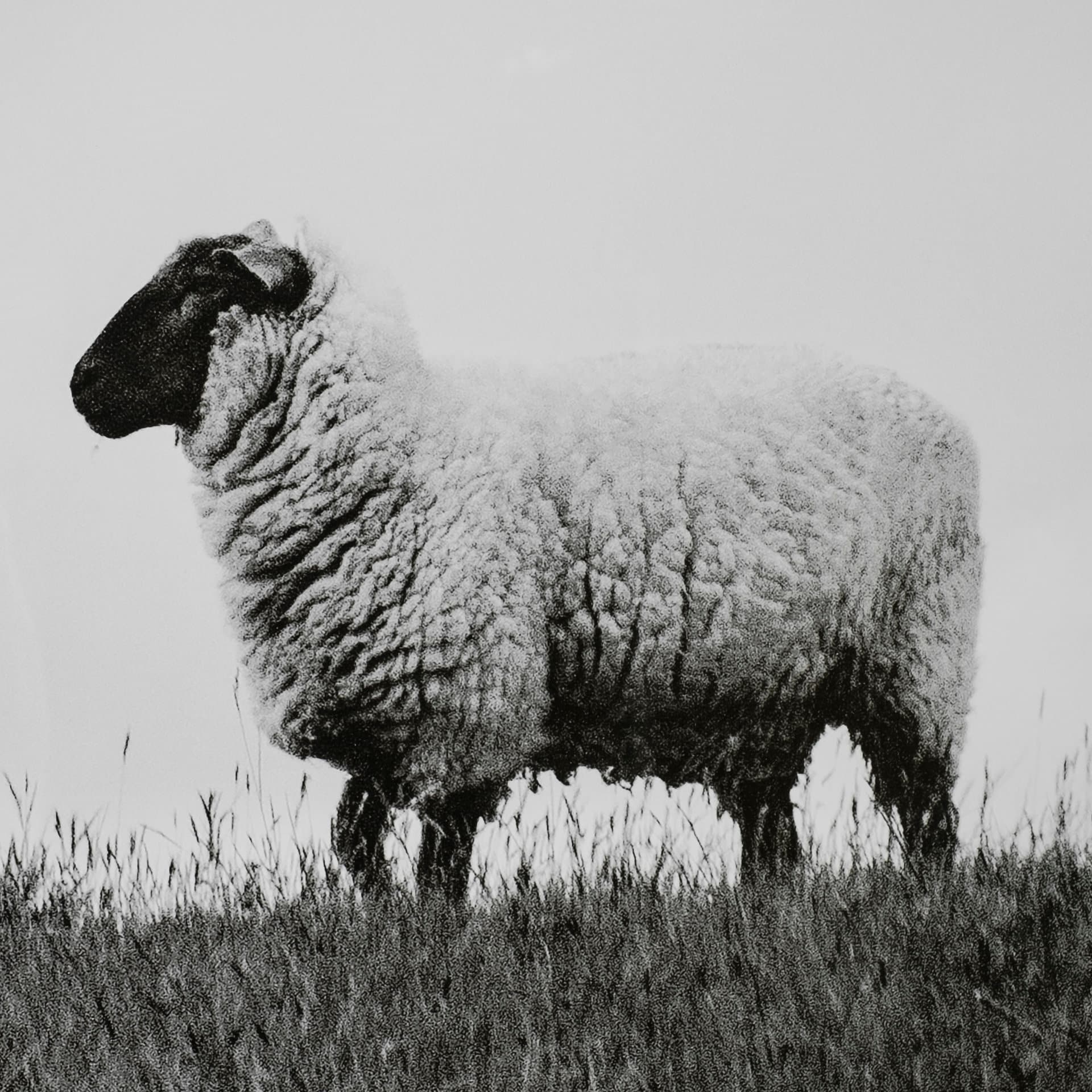 Islay Sheep II by Laura Marshall a Framed Photo Art Print Matted under Glass — product photograph