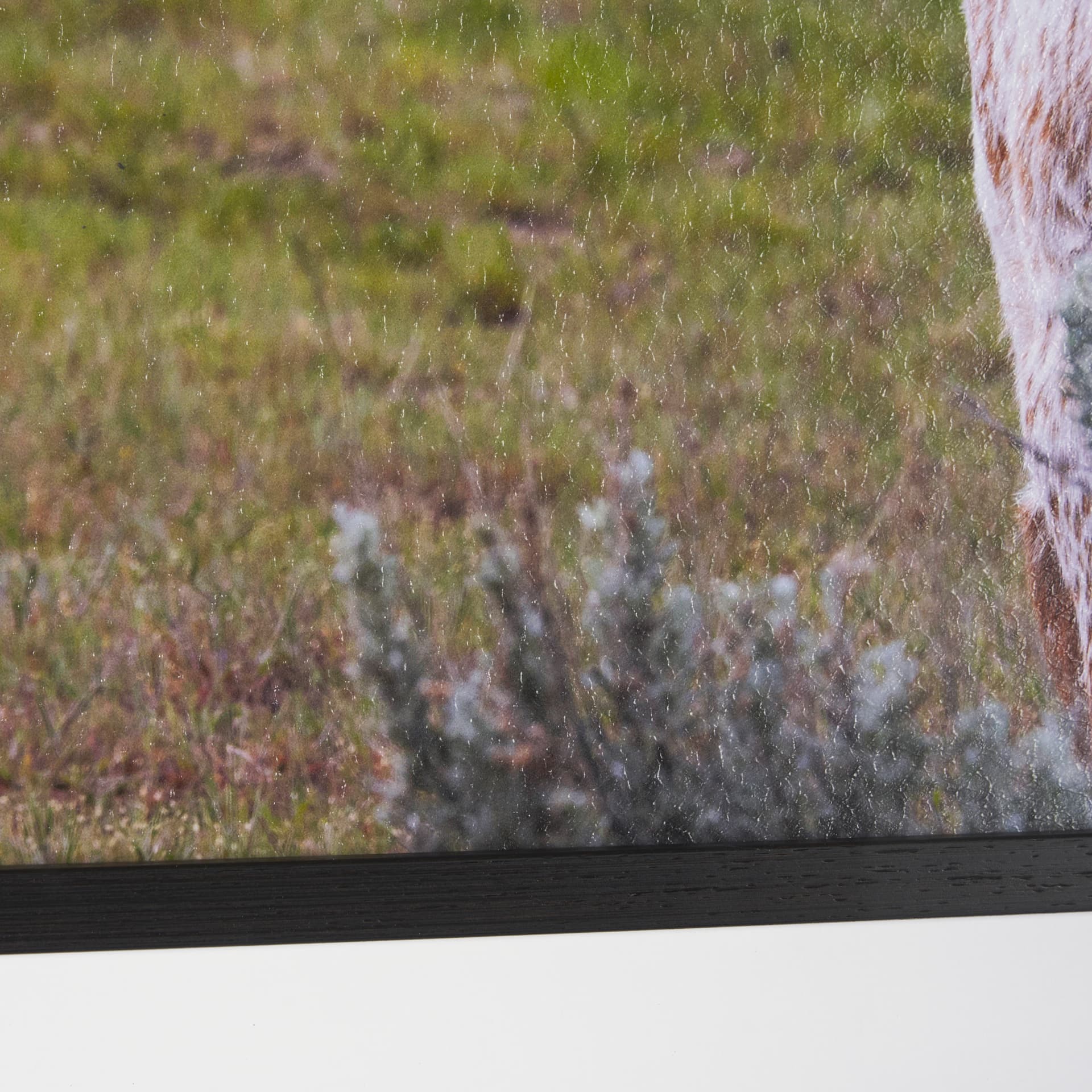 Longhorn 7 by Gary Blatter a Hand Embellished Framed Photo Art Print Matted under Glass — product photograph