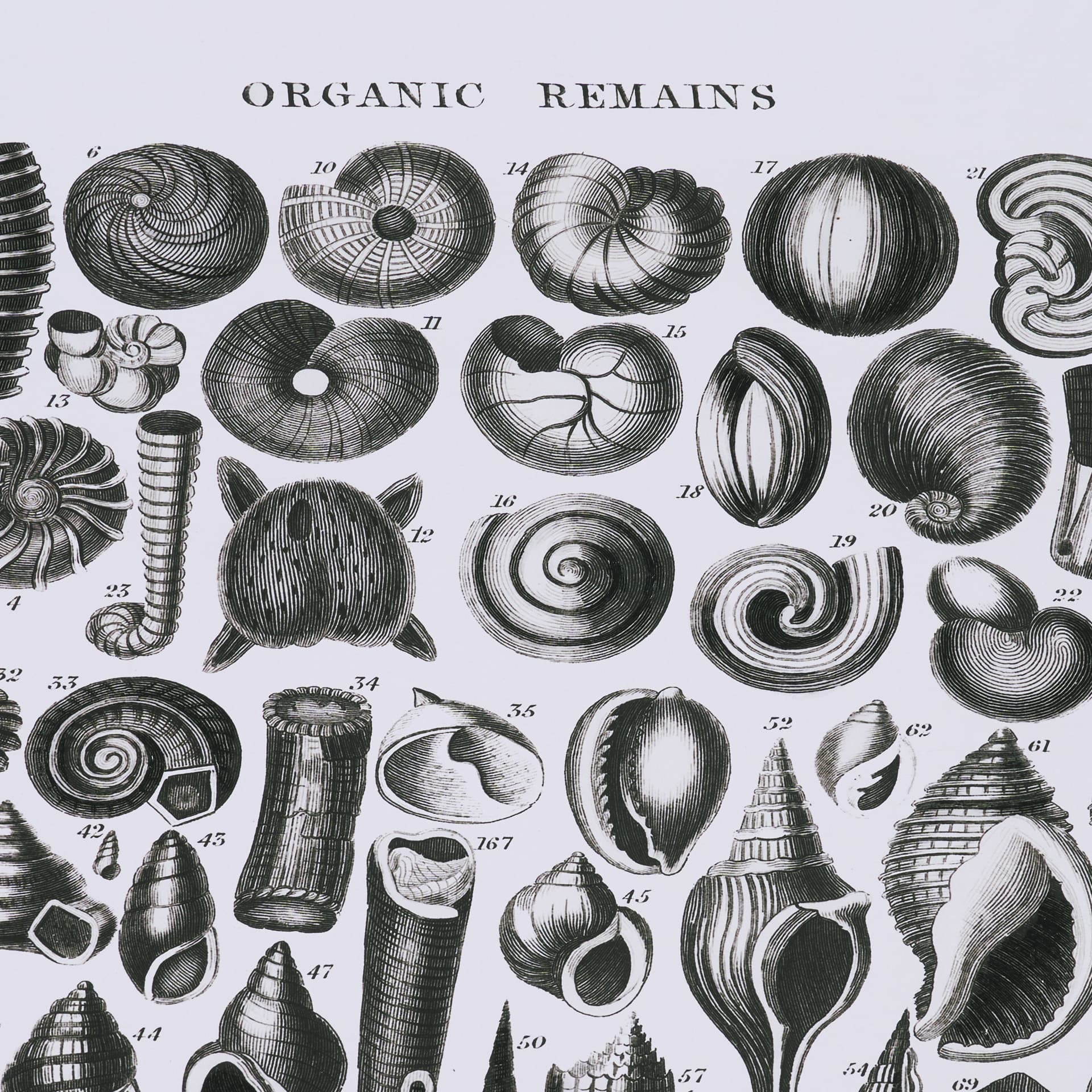Sealife III by Oliver Goldsmith a Hand Embellished Framed Art Print Matted under Glass — product photograph
